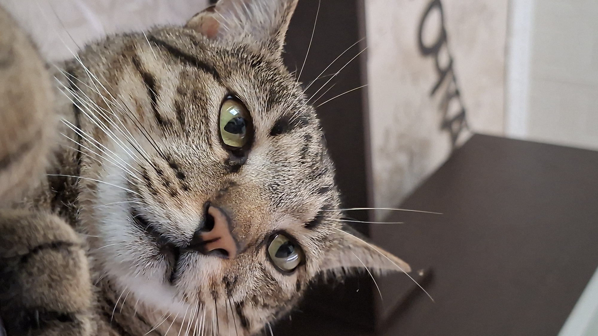 A close-up, low-angle, vertical shot focuses on the face of a tabby cat. The cat's green eyes are wide open, and its attention is directed upwards and to the right of the camera. Its whiskers are prominent, fanning out from its muzzle. The cat's fur is a mix of brown, black, and grey stripes. Behind the cat, the background is blurred, showing a dark surface on the right and a patterned rug or floor on the left, with what appears to be dark lettering on it. The image does not depict any specific location in Myadzyel, Belarus, as the context provided is external to the visual content of the photograph.