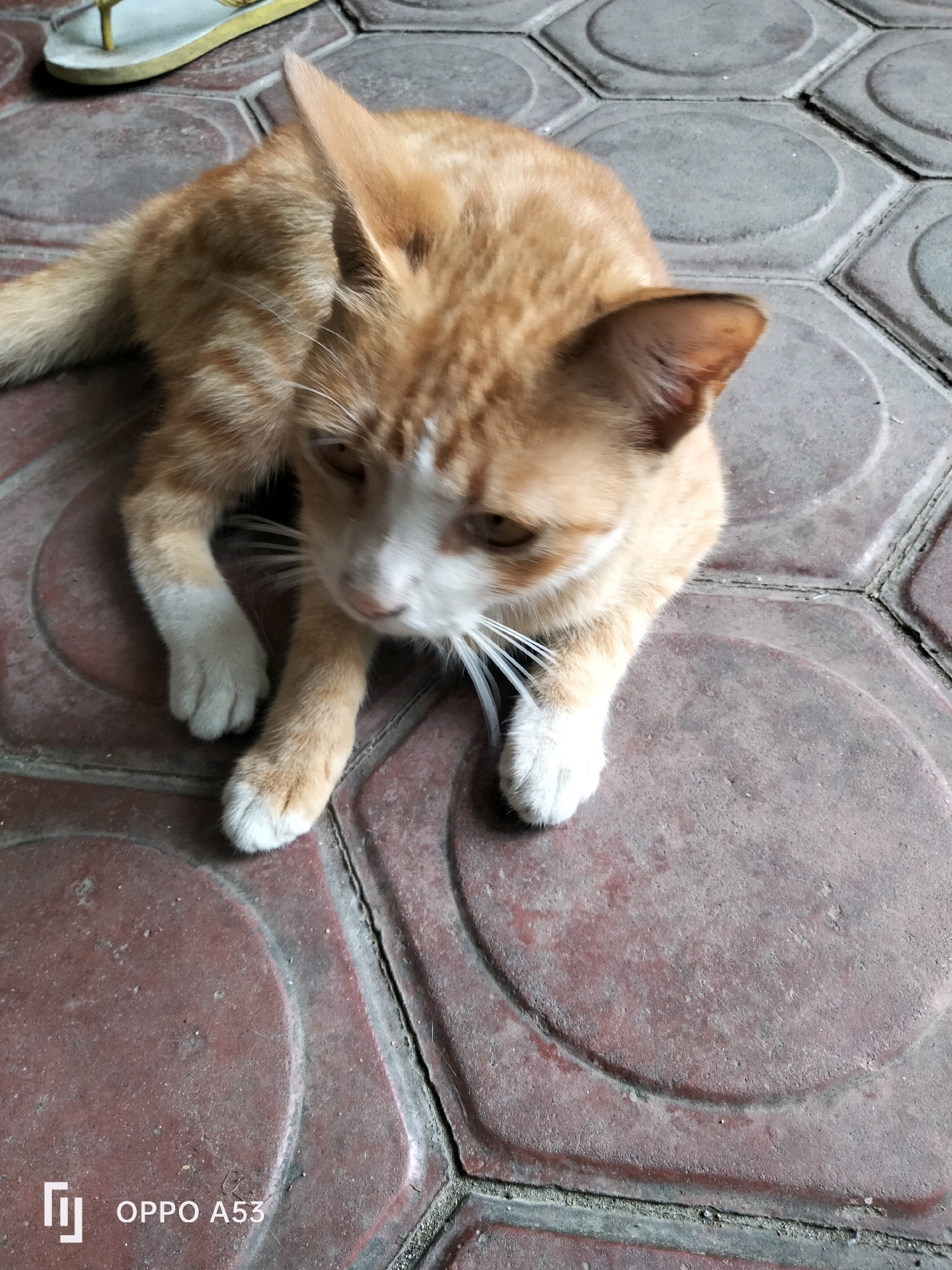 A ginger and white domestic cat is lying on hexagonal patterned tiles. The cat is looking down and to the right, with its head tilted slightly. Its front paws are extended. To the left of the cat, a yellow and white flip-flop is visible. The scene appears to be outdoors, possibly in a courtyard or walkway in Bendo, Indonesia, as indicated by the "OPPO A53" watermark in the bottom left corner, which is a brand of smartphone.