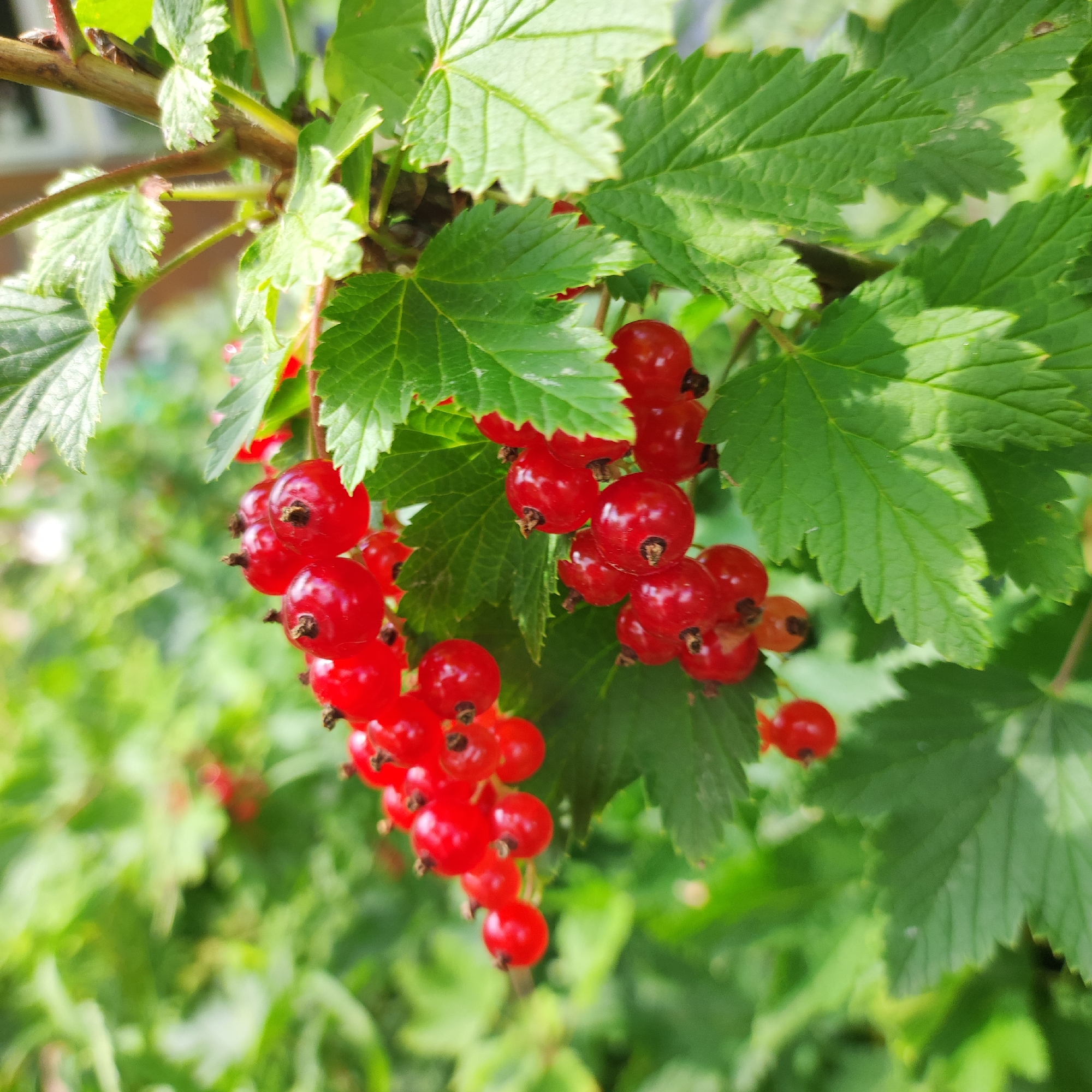 A close-up, natural light shot shows a cluster of ripe red currants hanging from a bush, surrounded by lush green leaves. The berries are round and glossy, with small dark stems. The background is softly blurred, creating a shallow depth of field that emphasizes the fruit. There are no people or man-made structures visible, suggesting an outdoor, natural setting. This scene is likely in Navoloki, Russia, given the context.