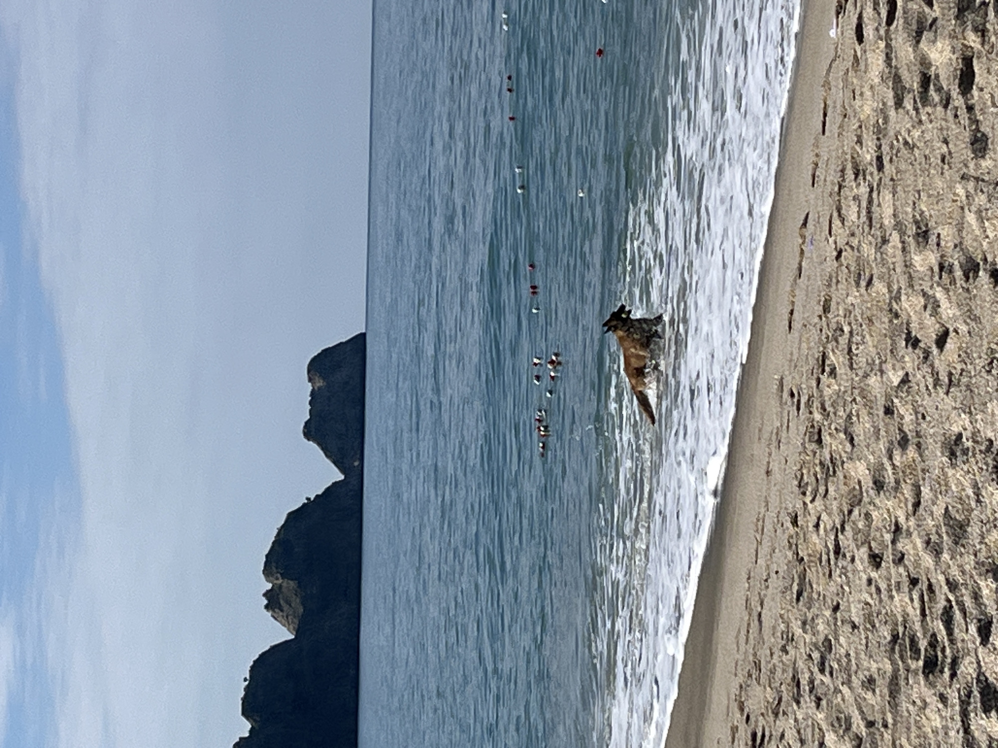 The image depicts a beach scene in Alanya, Turkey. A German Shepherd dog is partially submerged in the surf near the shoreline. The water appears blue, and the sand is tan with noticeable dark spots. A rock formation juts out from the water on the left. Several items that appear to be party balloons or markers are dispersed in the water. The sky is light blue with faint clouds.