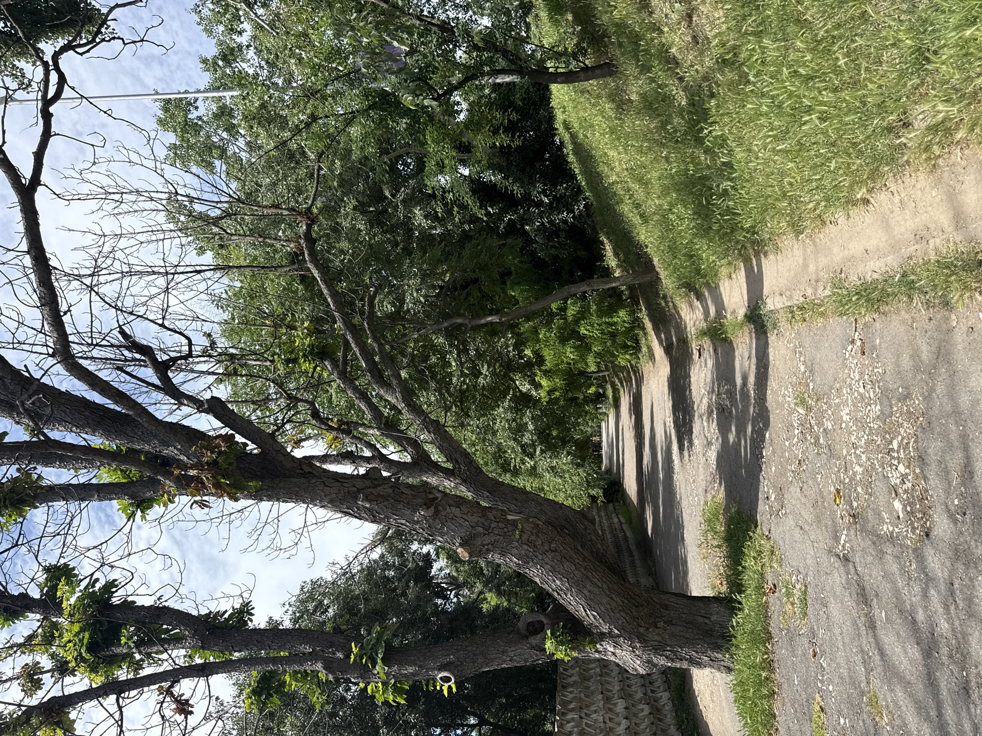 The image depicts an outdoor scene with a focus on a large tree trunk and branches in the foreground, which dominate the left side of the frame. The tree's bark is rough and textured, and some of its branches are bare, while others have green foliage. The tree is positioned next to a paved pathway that runs diagonally through the scene, disappearing into the background. The pathway is bordered by a strip of green grass on the right.
Beyond the pathway and grass, a dense expanse of trees and foliage forms a lush green backdrop. The sky is visible through the upper branches of the foreground tree, showing a clear blue sky with scattered white clouds. Sunlight casts shadows from the trees onto the pathway, suggesting it is daytime. The overall impression is one of a natural, somewhat overgrown setting, possibly a park or a residential area with mature trees and landscaping. There are no people or specific objects clearly identifiable in the image besides the natural elements. The image is oriented vertically.