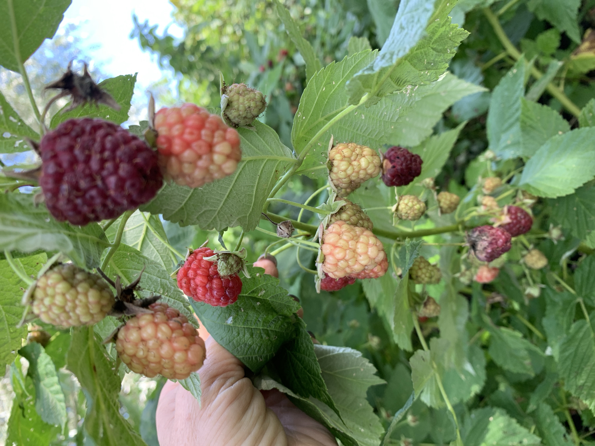 A close-up shot captures a hand gently holding a branch laden with raspberries in Novostroika, Russia. The raspberries vary in ripeness, with some exhibiting a pale orange hue and others a deep red. The vibrant green foliage of the raspberry bush forms a lush backdrop.
