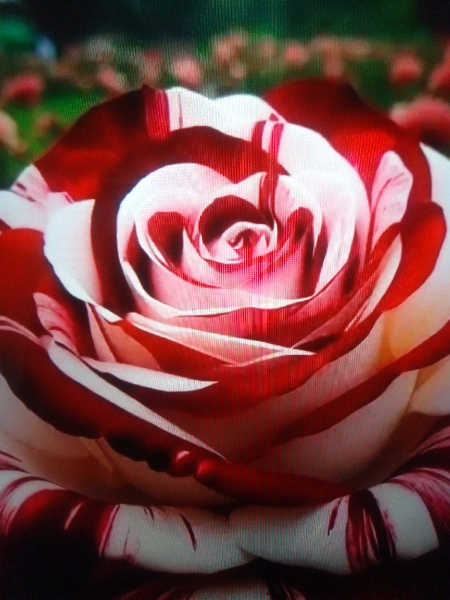 This is a close-up, low-angle shot of a bicolor rose with red and white petals. The rose is in full bloom and its petals are unfurling in a spiral pattern. The background is blurred and appears to be a garden setting with green foliage and hints of other red flowers. There are no people or animals visible in the image. The image does not provide any information about its location in посёлок опытного хозяйства «Ермолино», Russia.