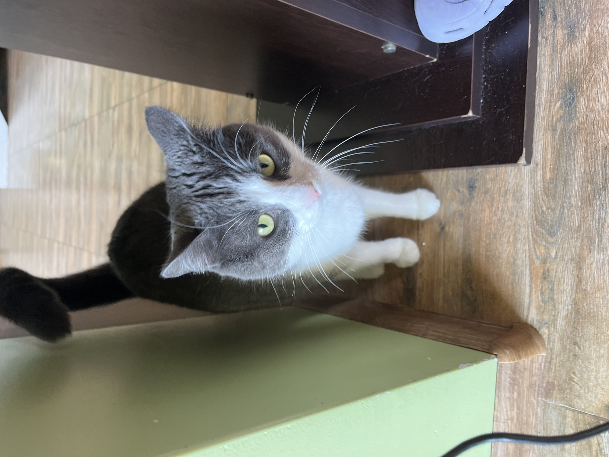 A medium shot captures a gray and white cat standing on a light brown wooden floor in Ureki, Georgia. The cat is facing the camera, with its head slightly tilted. Its fur is predominantly gray with white markings on its chest, face, and paws. The cat has bright green eyes and long white whiskers. To the left of the cat is a light green wall. To the right, a dark brown wooden structure is visible. The floor is made of wooden planks arranged horizontally. The overall scene appears to be indoors.