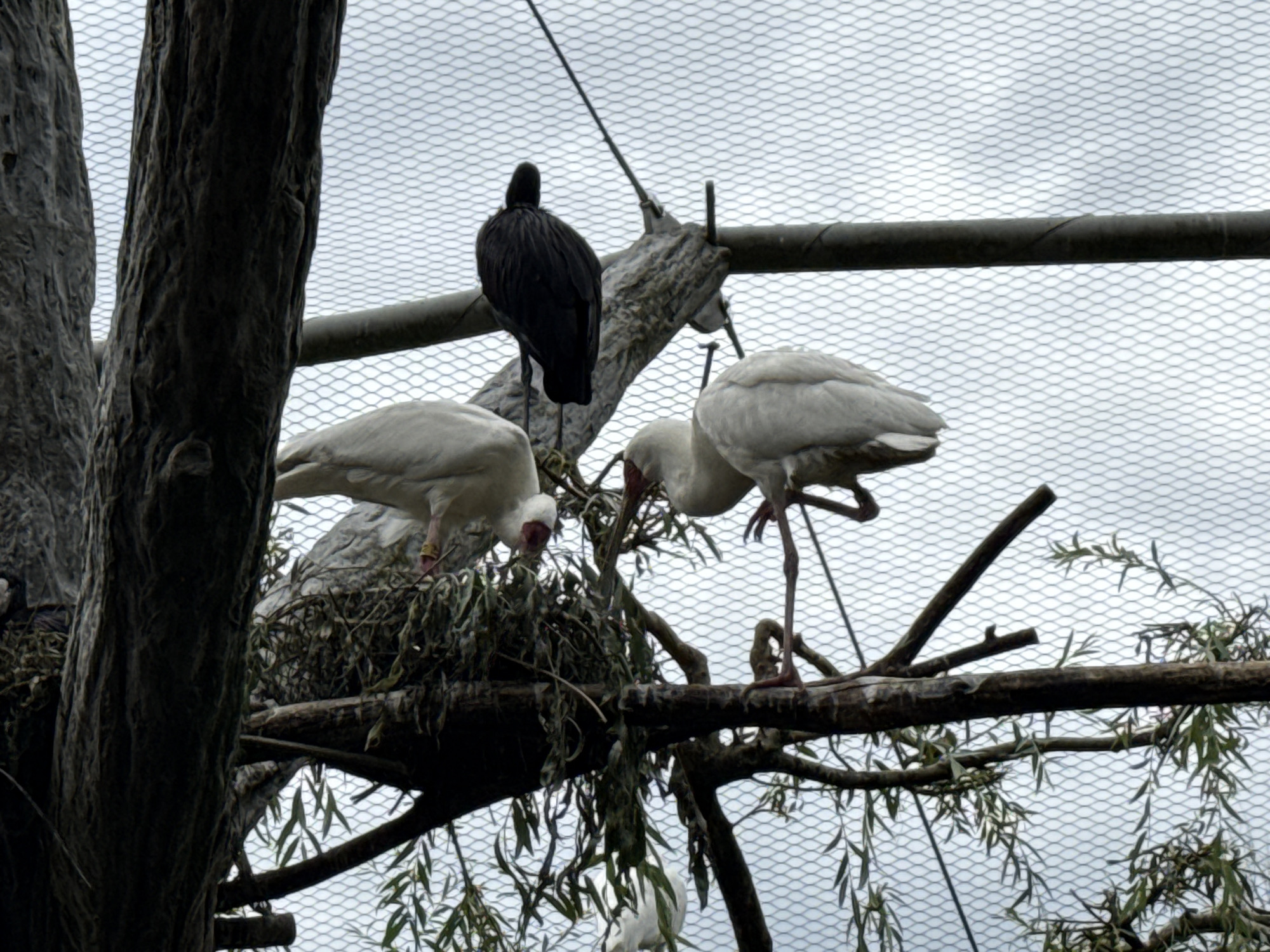 The image shows three white ibises and one black bird perched on branches and in a nest against a cloudy sky with a mesh background. The ibises are mostly white with pinkish legs and beaks, and at least one has a pinkish area around its eyes. One ibis is in a nest of dried leaves and twigs, appearing to be probing with its beak. Another ibis stands on a branch to the right of the nest, with its back to the viewer, and a third ibis is partially visible behind the nest. The black bird is standing on a higher branch behind the nest, facing away from the viewer, with its body partially obscured by its own feathers. The branches are part of trees or artificial structures, and the mesh background suggests an enclosure, possibly in a zoo or aviary. The overall lighting is subdued due to the overcast sky. There are no people or explicit city landmarks visible. This scene is likely from a zoo or aviary in Prague, Czechia, given the prompt's contextual information.