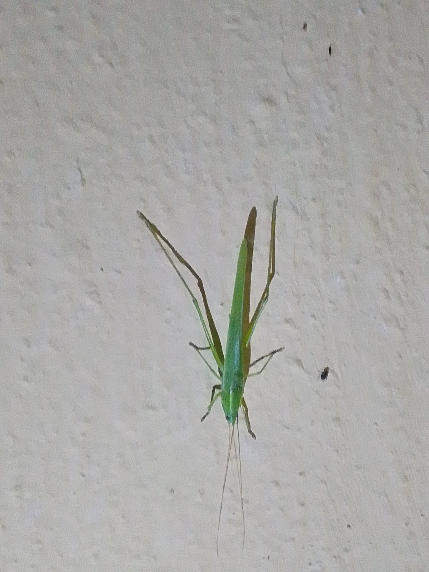 A green grasshopper is positioned on a textured, light-colored wall. The grasshopper is facing upwards and to the left, with its long antennae extending downwards. Its hind legs are spread wide. There are a few small dark spots on the wall, one of which is a small insect. The environment appears to be outdoors, likely in Serti, Nigeria, given the context.