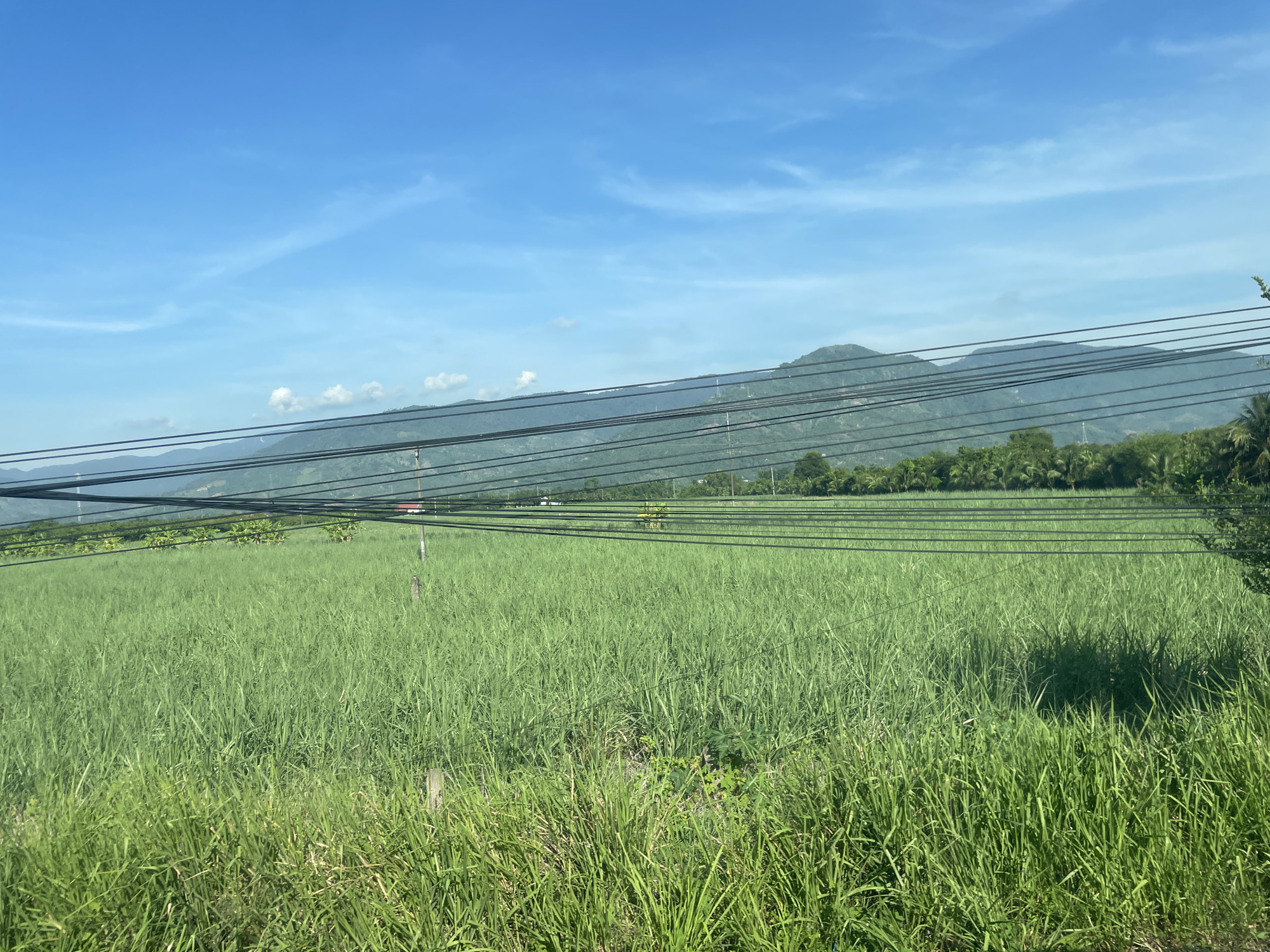 The image depicts a lush green field of tall grass under a bright blue sky with wispy white clouds. In the foreground, dense grass grows, obscuring the ground. A few wooden posts are visible within the field. Stretching horizontally across the middle ground are numerous black electrical wires, supported by unseen poles. Beyond the field, a line of trees and lush vegetation separates it from rolling, verdant hills and mountains in the distance. The overall scene suggests a rural or semi-rural environment, possibly on the outskirts of a city like Tay Nha Trang Ward, Vietnam, given the presence of overhead electrical infrastructure. No people or specific actions are evident.