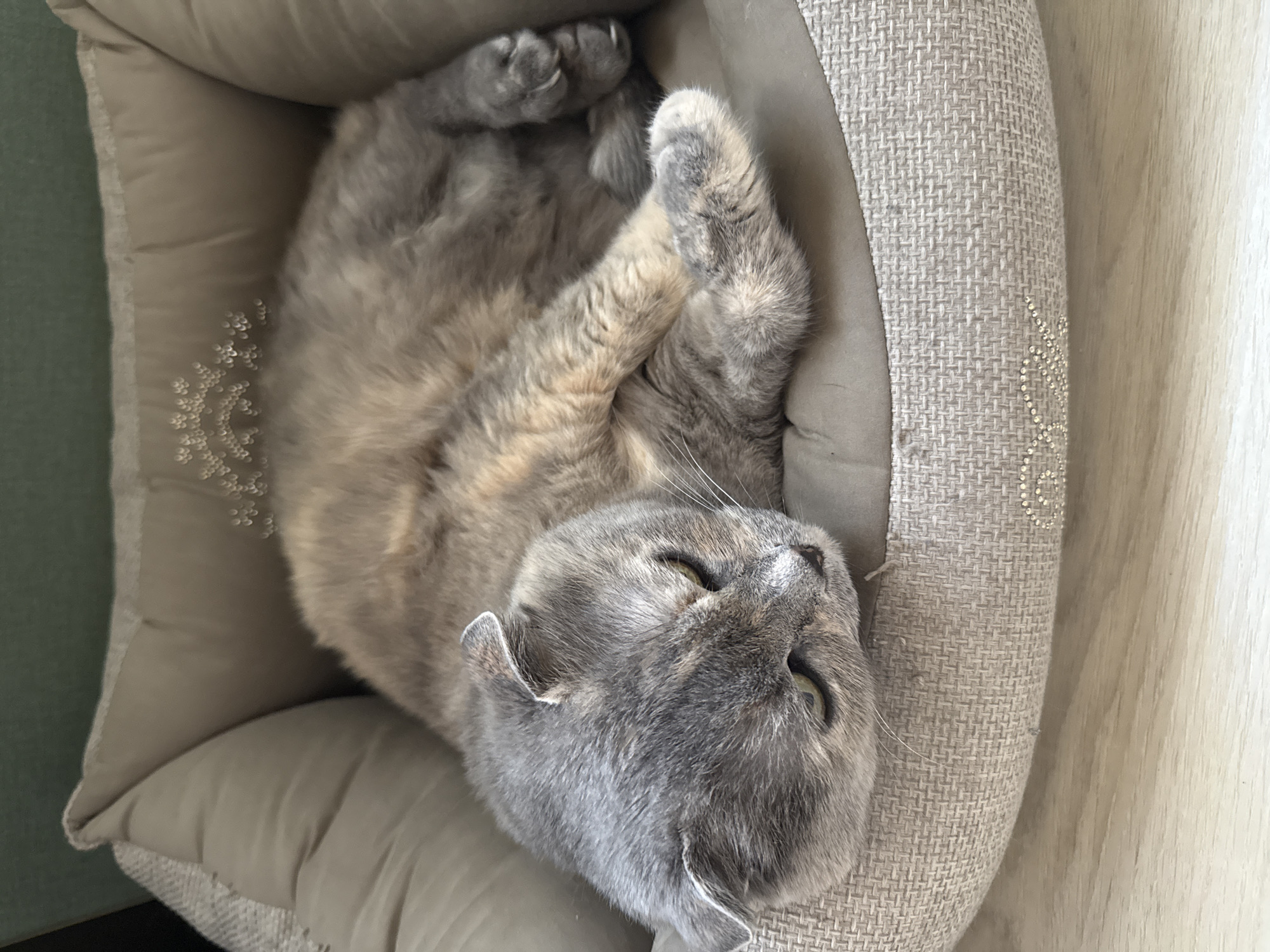 A grey cat with folded ears is sleeping in a light brown cat bed. The cat is curled up on its side, with its head resting on its paws. The cat bed is round and has a textured fabric. The cat bed is placed on a light-colored wooden floor. The background is a blurry green upholstered surface. The scene appears to be indoors, possibly in a residential setting. There is no information available regarding the city of Mamony, Russia.