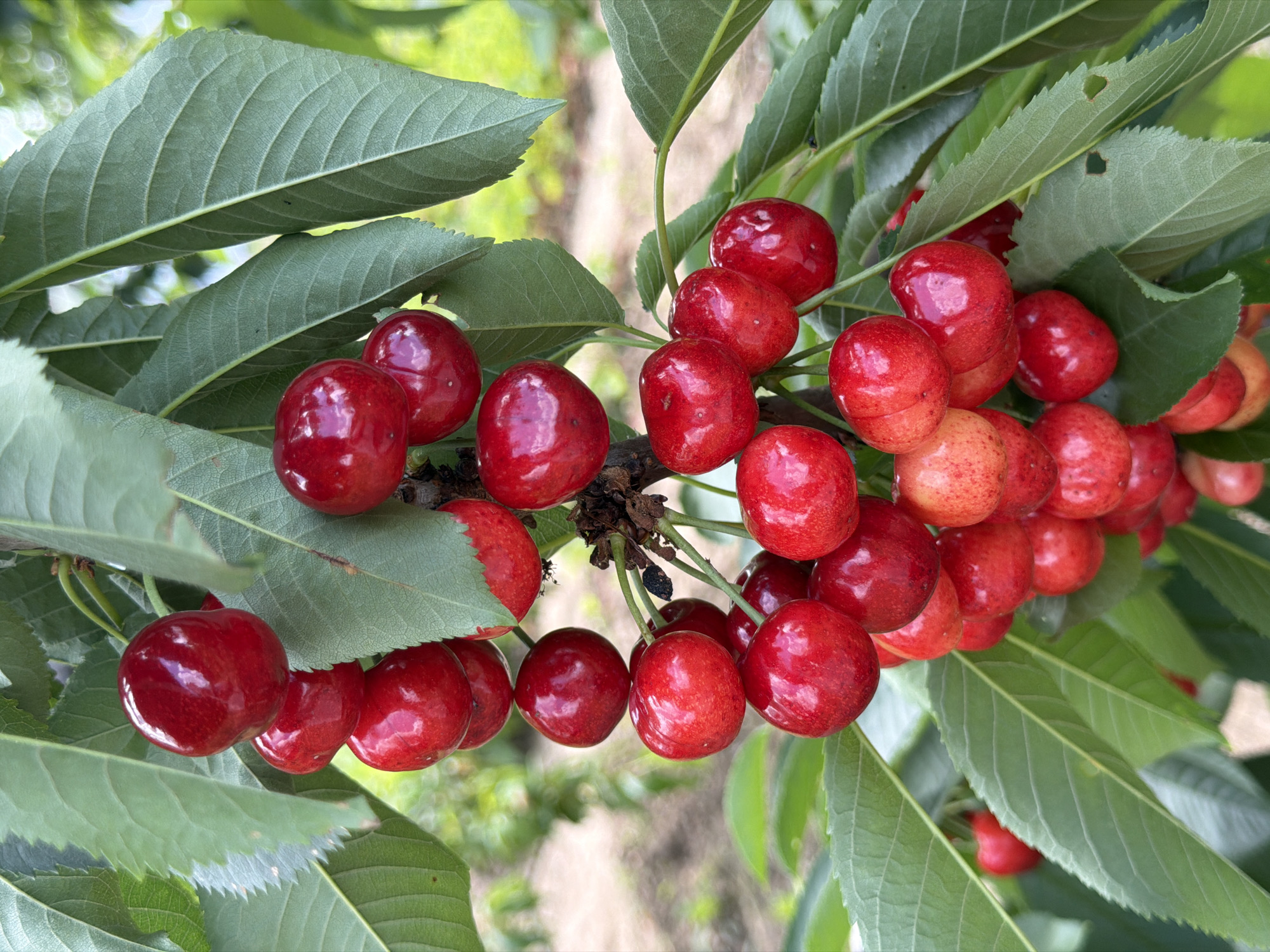 This is a close-up, eye-level, vertical, outdoor shot of a cluster of ripe, red cherries hanging from a branch with green leaves. The cherries are plump and glossy, with some showing slight variations in color, ranging from deep red to a lighter, blush tone. The leaves are vibrant green and provide a natural backdrop. The background is softly blurred, suggesting a natural, possibly agricultural, setting. The image was taken in Selanovtsi, Bulgaria.