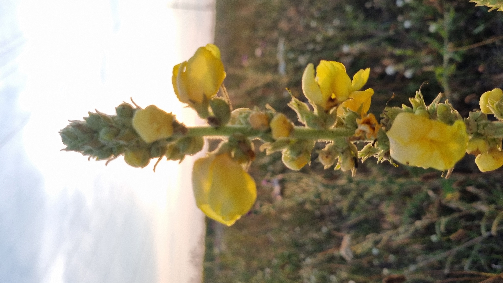 A vertical, close-up shot focuses on the top half of a tall, yellow flowering plant, likely a mullein, in an outdoor, grassy environment. The flower stalk is covered in fuzzy, green buds and open yellow blossoms with irregular petal shapes. The plant is silhouetted against a bright, hazy sky with soft clouds, suggesting either sunrise or sunset. In the blurred background, dry grasses and distant, indistinct vegetation are visible, with a hint of power lines on the far right. The overall lighting is warm and diffused. The image does not contain any people or specific identifiable landmarks to pinpoint a location within the city of Smila, Ukraine.
