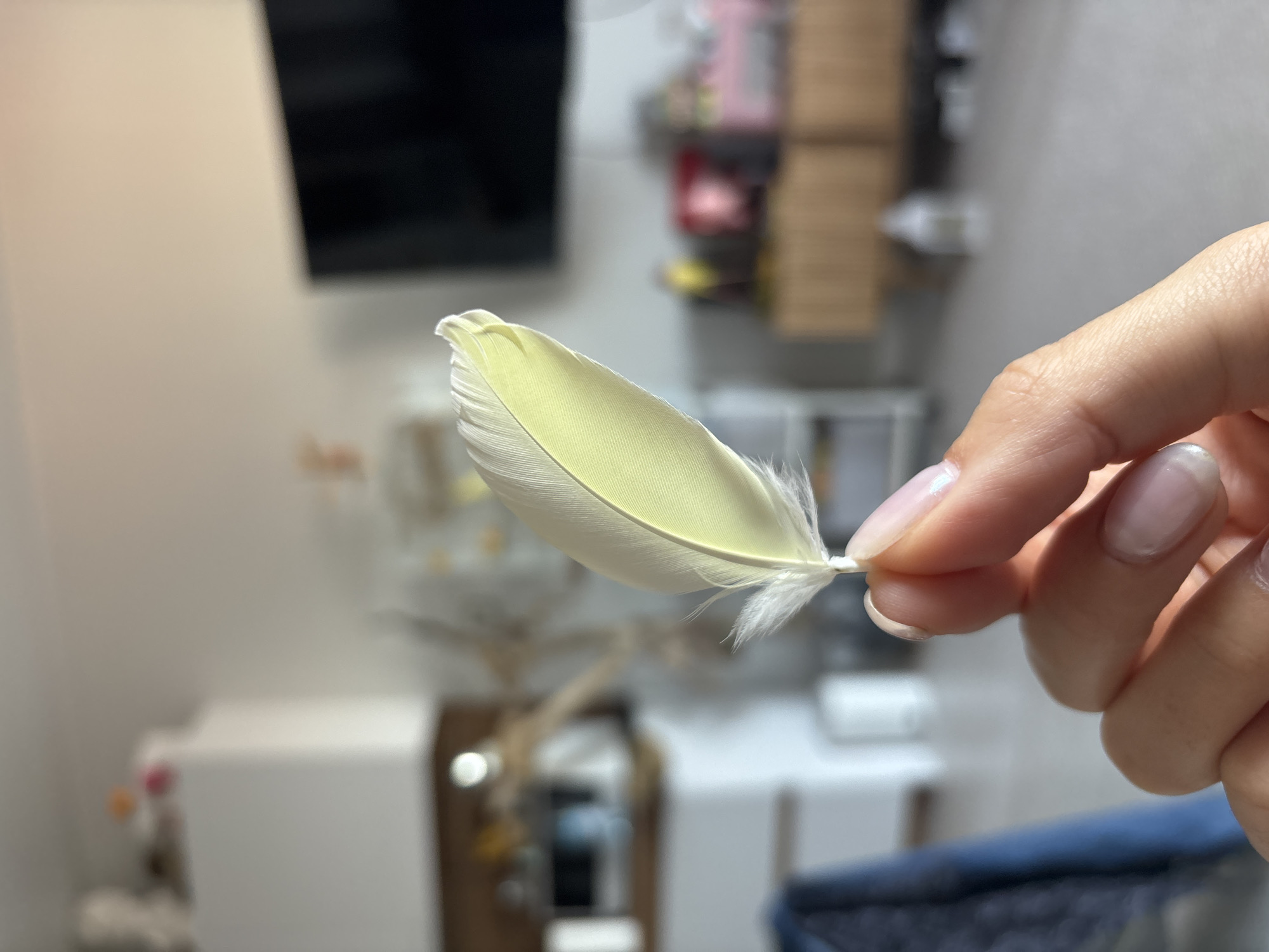 A hand holds a pale yellow feather. The feather is predominantly white with a hint of yellow, and it has fluffy barbs near the quill. The hand has manicured nails. The background is blurred and shows parts of a room with various objects including what appears to be a television. The location is impossible to determine from the image alone; therefore, the city of Krasnoyarsk, Russia, cannot be confirmed.