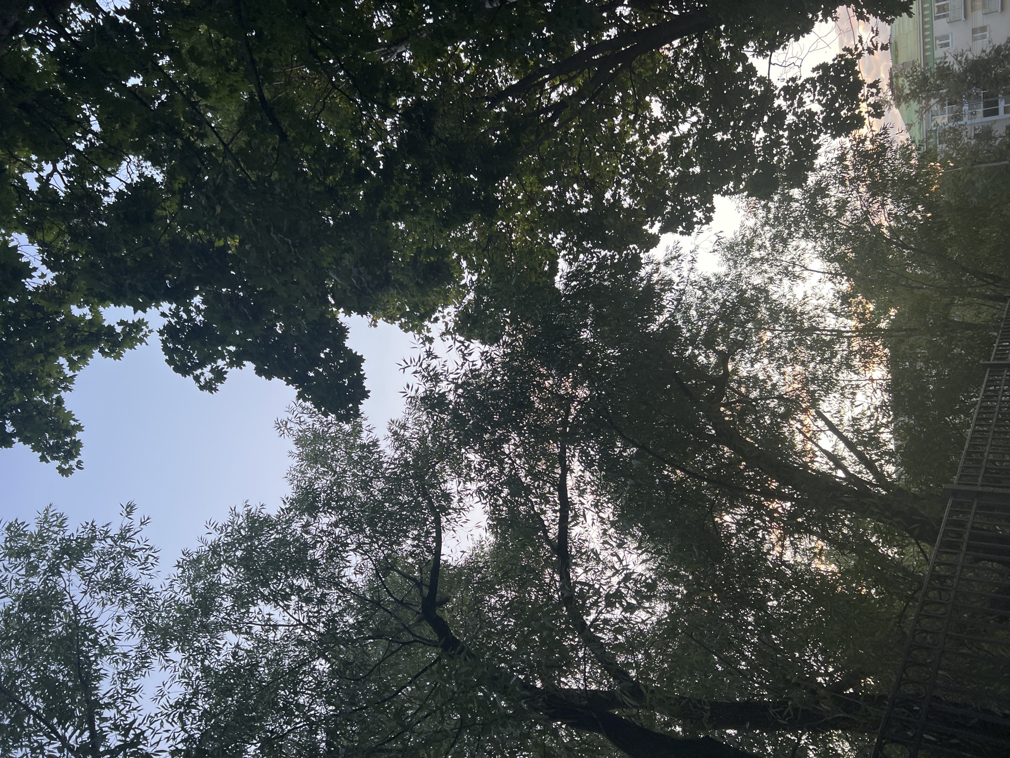 This is an outdoor, low-angle shot looking up through the branches and leaves of trees against a pale sky. Two distinct types of trees are visible; one on the left with slender leaves and another on the right with broader leaves. The lighting suggests it is either early morning or late afternoon, with the sun filtering through the foliage. In the background, a building with a green roof and white walls is partially visible, along with hints of other structures and a dark metal fence in the foreground. There are no people or animals in the frame. The scene appears to be in an urban setting, possibly a park or residential area.