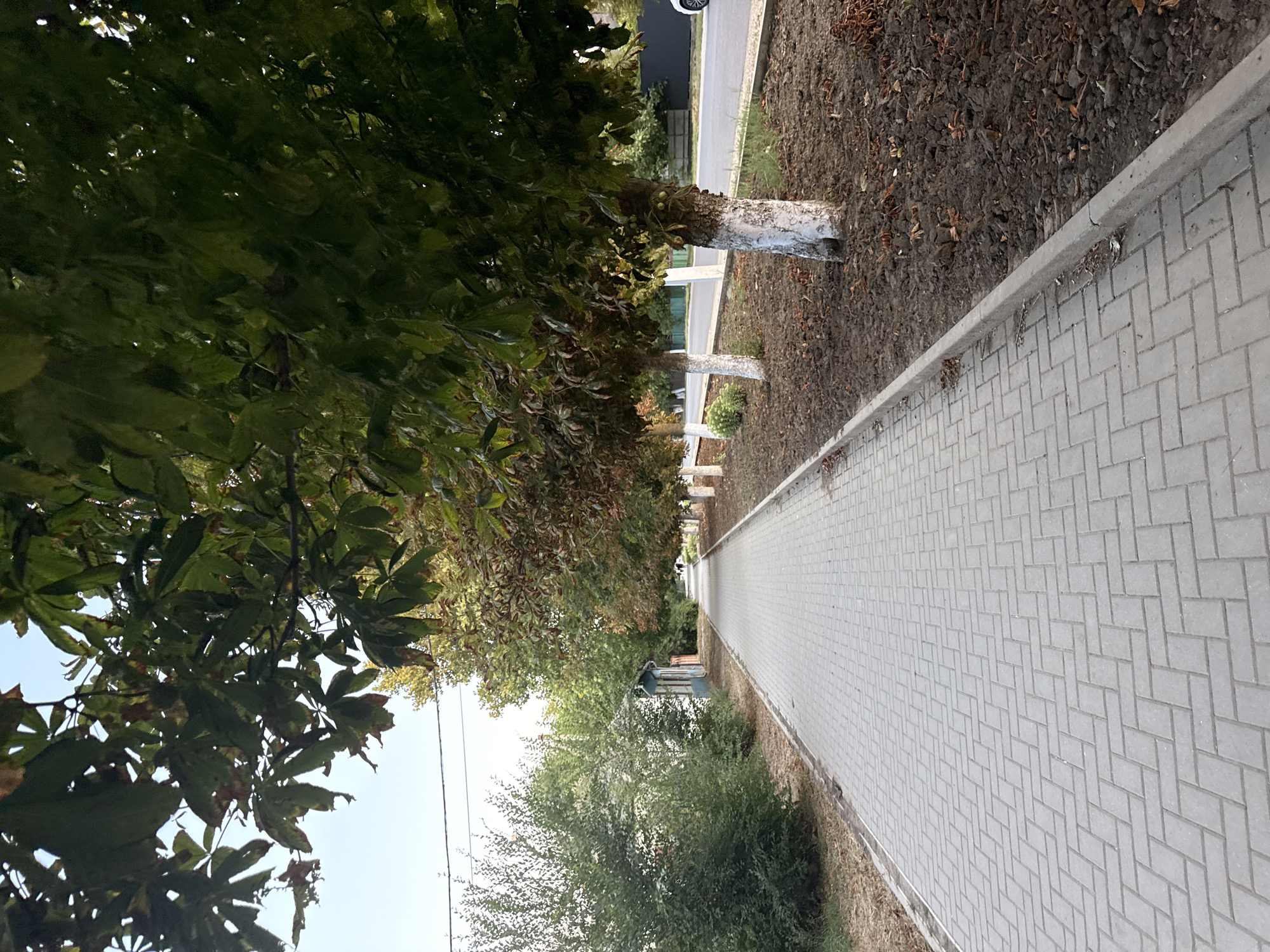 An eye-level, vertical shot captures a paved walkway in the city of Basarabeasca, Moldova. The walkway, constructed of grey interlocking bricks, extends into the distance, lined on the right by a row of trees with white-painted trunks and lush green leaves, some showing signs of autumn coloration. Beyond the trees, a paved road is visible, with a dark-colored car parked partially in frame on the right side. On the left side of the walkway, dense green bushes and a small, light-blue and white building are present. The sky above is clear and bright blue. The ground around the trees on the right is covered with dark soil and scattered dry leaves. Two indistinct figures are seen walking in the distance on the walkway.