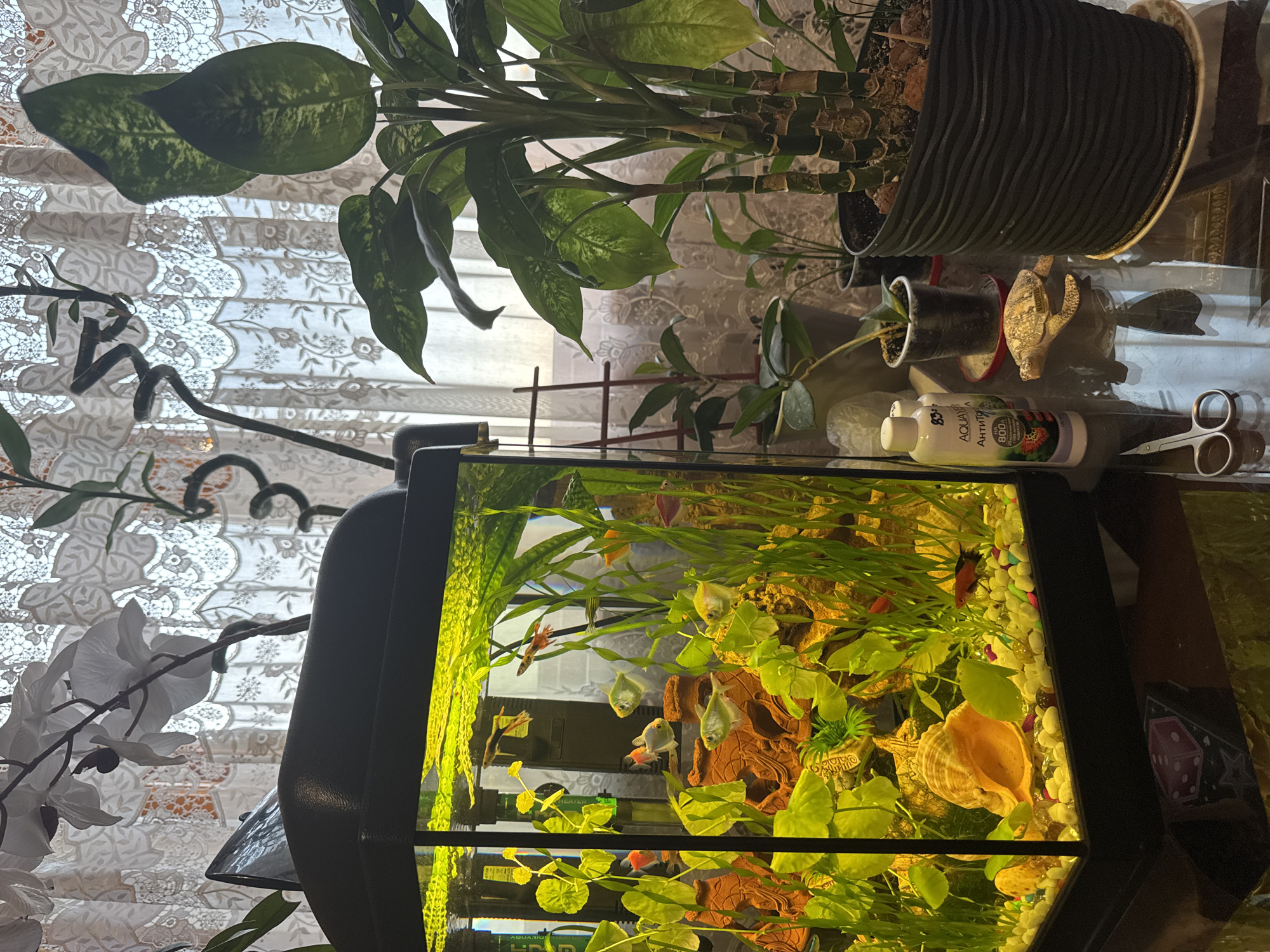 The image depicts a domestic indoor scene featuring an aquarium and several potted plants. The aquarium, filled with water and illuminated from within, houses numerous small fish and aquatic plants. A large conch shell is visible at the bottom of the aquarium. Next to the aquarium, on a glass table, are a bottle of aquarium additive, a pair of scissors, and a small decorative turtle. To the right of the aquarium, a tall potted plant with large green leaves stands prominently, with other smaller potted plants visible behind it. In the background, a lace curtain is drawn across a window, filtering natural light into the room. The overall setting suggests a home environment where aquarium keeping and plant cultivation are practiced.