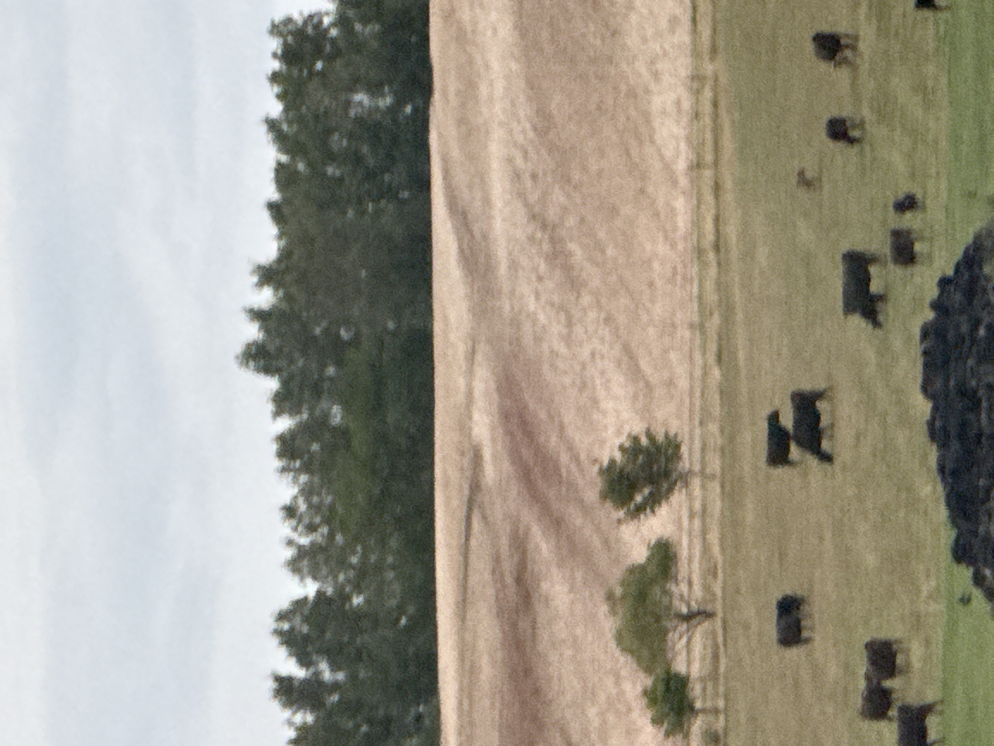 The image shows a pastoral scene with a herd of black cattle grazing in a field under a cloudy sky. In the background, a gently sloping, dry, tan-colored field is visible, with a line of dark green trees forming the horizon. Three scattered trees with green foliage are situated in the middle ground. The foreground features the grazing cattle, with some appearing to be in a small cluster while others are more spread out. The overall impression is one of a rural landscape, likely a farm or pasture, with evidence of dry conditions suggested by the color of the field. There is no indication of the city of Hohenstein, Germany in the image.