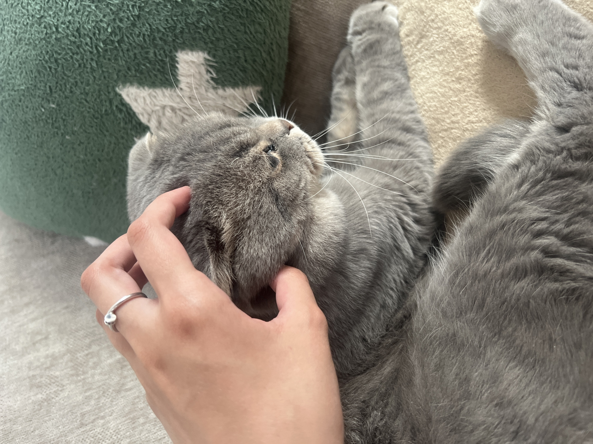 A close-up, eye-level shot shows a grey cat lying down. A person's hand is shown gently petting the cat's head and ear area. The cat's fur is a medium grey with some darker tabby markings visible on its head. Its eyes are partially closed, and it appears relaxed. The cat is lying on a beige, textured surface, possibly a sofa or blanket. In the background, a green textured object, possibly a cushion, is visible. The scene appears to be indoors. The location of Votkinsk, Russia, is not depicted in this image.