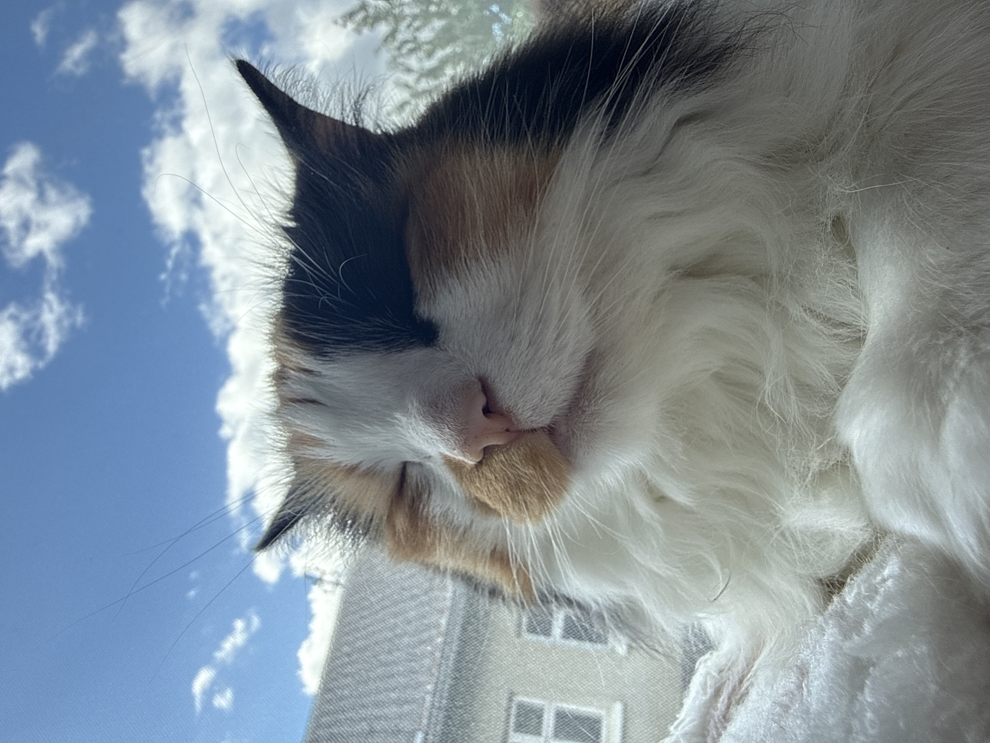 A close-up, low-angle, outdoor shot captures a fluffy calico cat with eyes closed, seemingly enjoying the sunshine. The cat is positioned in the foreground, its head and chest filling most of the frame. Its fur displays a mix of white, orange, and black patches, with long white whiskers fanning out from its snout. The background consists of a bright blue sky with scattered white clouds, and the top of a gray, residential building with visible windows on the left. Trees can be seen in the upper right corner, and the cat appears to be resting on a soft, white, textured surface, possibly a blanket or cushion. The overall impression is one of peacefulness and relaxation.
