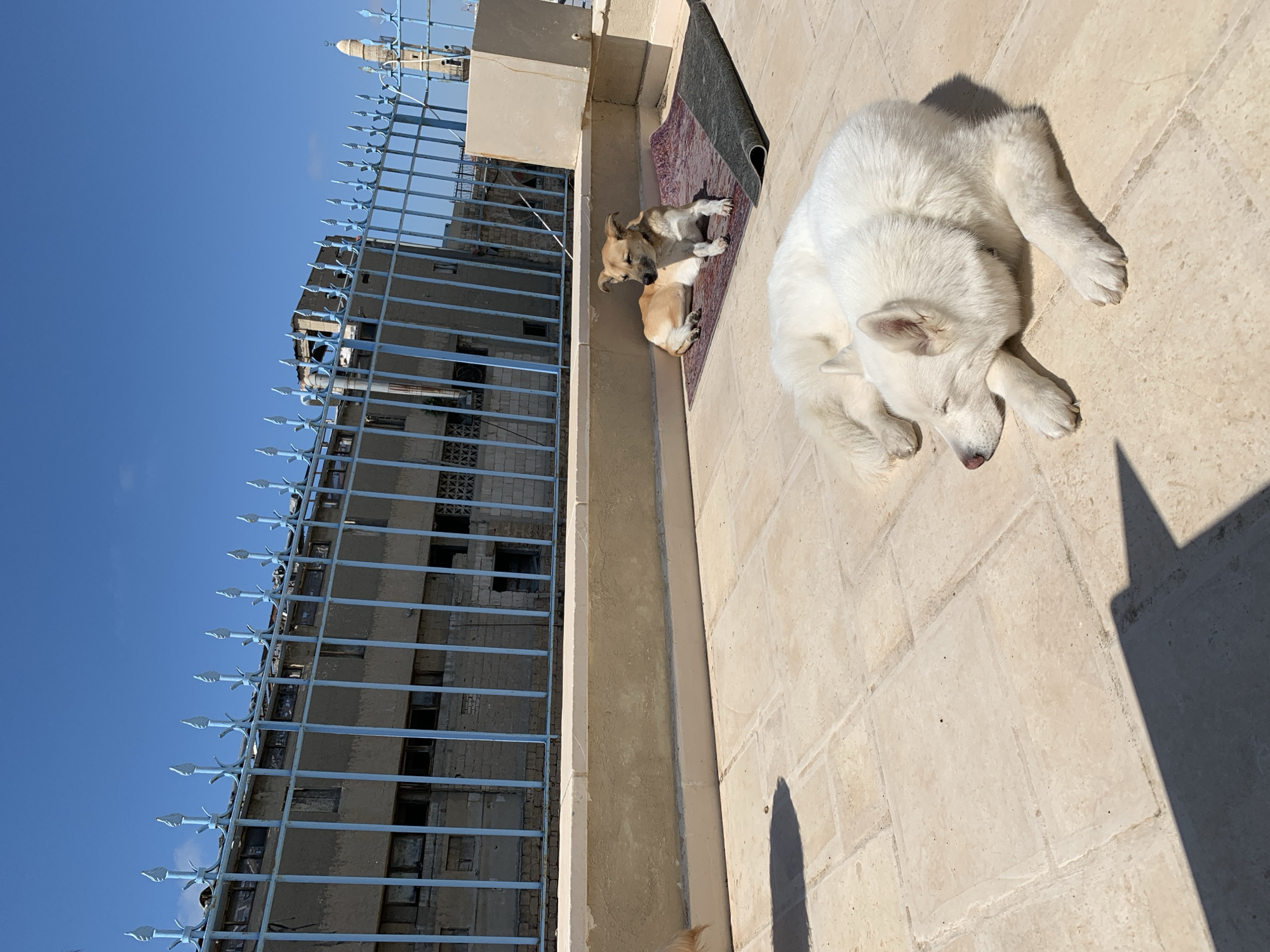 The scene captures an outdoor setting, possibly a balcony or rooftop in Tel Aviv, Israel, based on the presence of a building with distinctive architecture. The primary subjects are two dogs. One is a large, white, long-haired dog, curled up and seemingly asleep on light-colored stone tiles. Next to it, a smaller, light-brown dog is resting on a small, maroon-colored rug. A blue metal fence with spear-shaped tips lines the edge of the structure, offering a partial view of the urban landscape beyond, including residential buildings under a clear blue sky. The scene appears to be sunlit.
