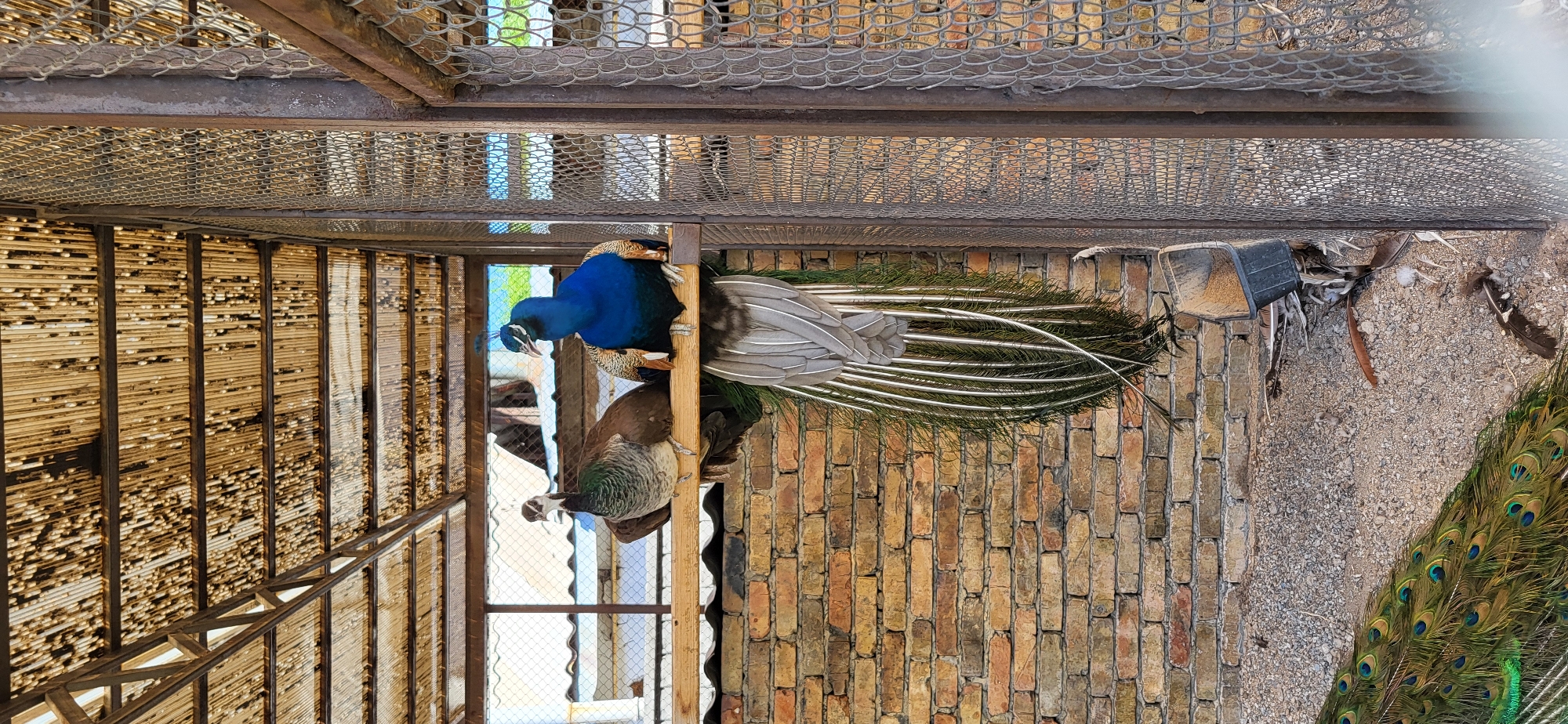 The image depicts two peacocks perched on a wooden beam inside an enclosure with a brick wall and a wire mesh fence. The peacock on the right is a male, identifiable by its vibrant blue and green plumage and long, iridescent train of feathers that hangs down. The peacock on the left appears to be a female, with more muted brown and green feathers. Above them, the enclosure is covered by a roof made of wooden slats, showing signs of weathering and some damage. The ground within the enclosure is covered with gravel and scattered feathers, and a feeder containing grain is visible near the fence. The scene is set outdoors, with a hint of a sky visible through the fencing in the background. This enclosure is located within the city of Taldykorgan, Kazakhstan, likely in a zoo or wildlife park.