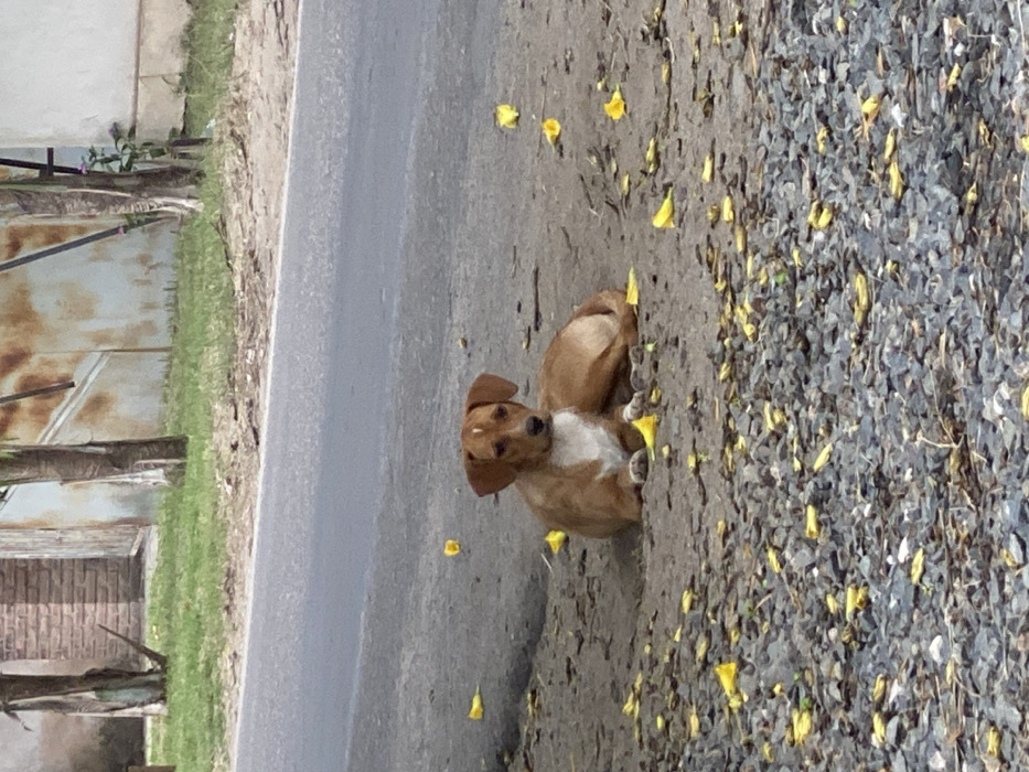 A light brown and white dog rests on a dirt and gravel area with yellow flower petals scattered around. The dog is positioned between the gravel and a gray asphalt road. In the background, there is a weathered building with visible brick and corrugated metal. The overall scene appears to be outdoors on a sunny day.