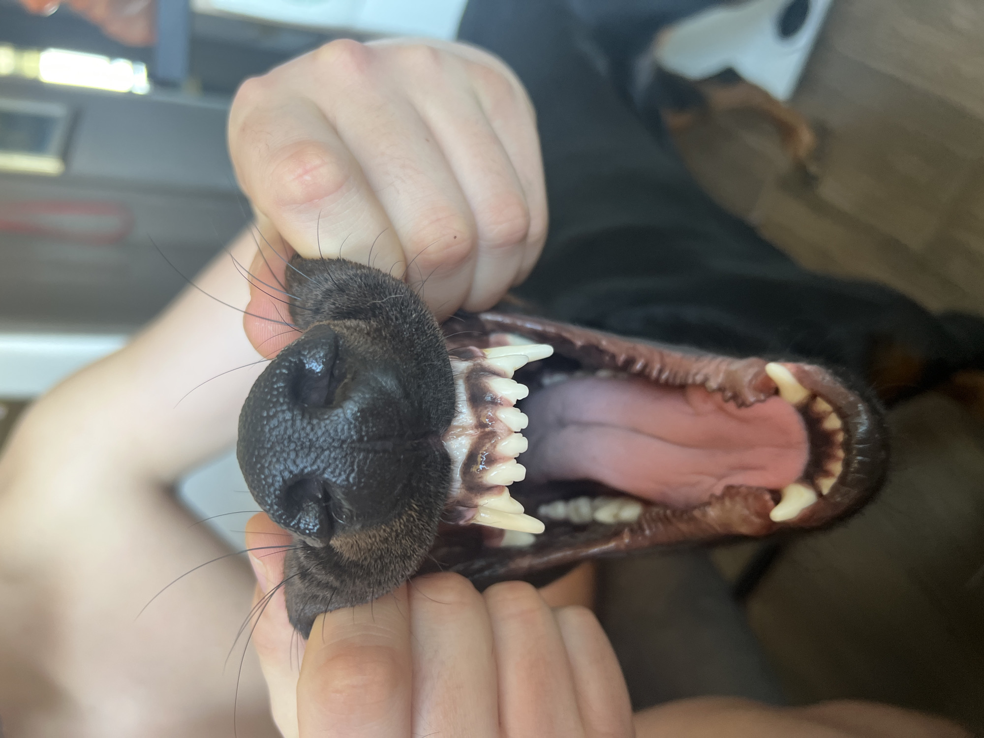 A person is holding open the mouth of a black and tan Doberman Pinscher dog. The dog's mouth is wide open, exposing its teeth and tongue. The person's hands are visible on either side of the dog's mouth, holding its upper and lower jaws apart. The dog is positioned so that the camera is looking directly into its mouth. The background is slightly blurred and shows portions of the owner and the room. There is no location or evidence to suggest this image was taken in Sofia, Bulgaria.
