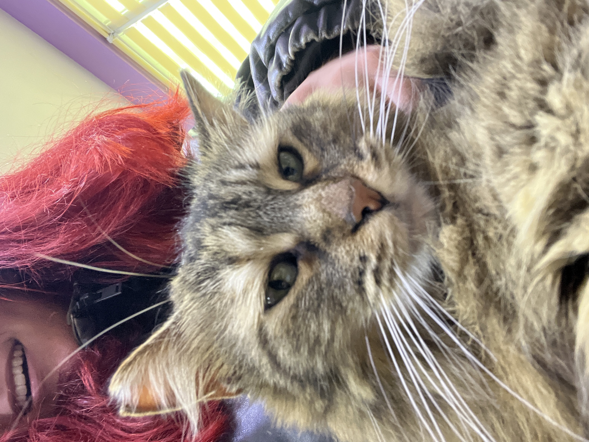A close-up, slightly angled, indoor shot features a brown tabby cat held by a person with red hair. The cat has green eyes and prominent white whiskers. The person’s mouth and teeth are visible in the lower left corner. The background includes a black leather-like garment and a ceiling with white and yellow stripes. The location is unknown, but the request specifically mentioned Asenovgrad, Bulgaria, even though there is nothing in the image to confirm this.