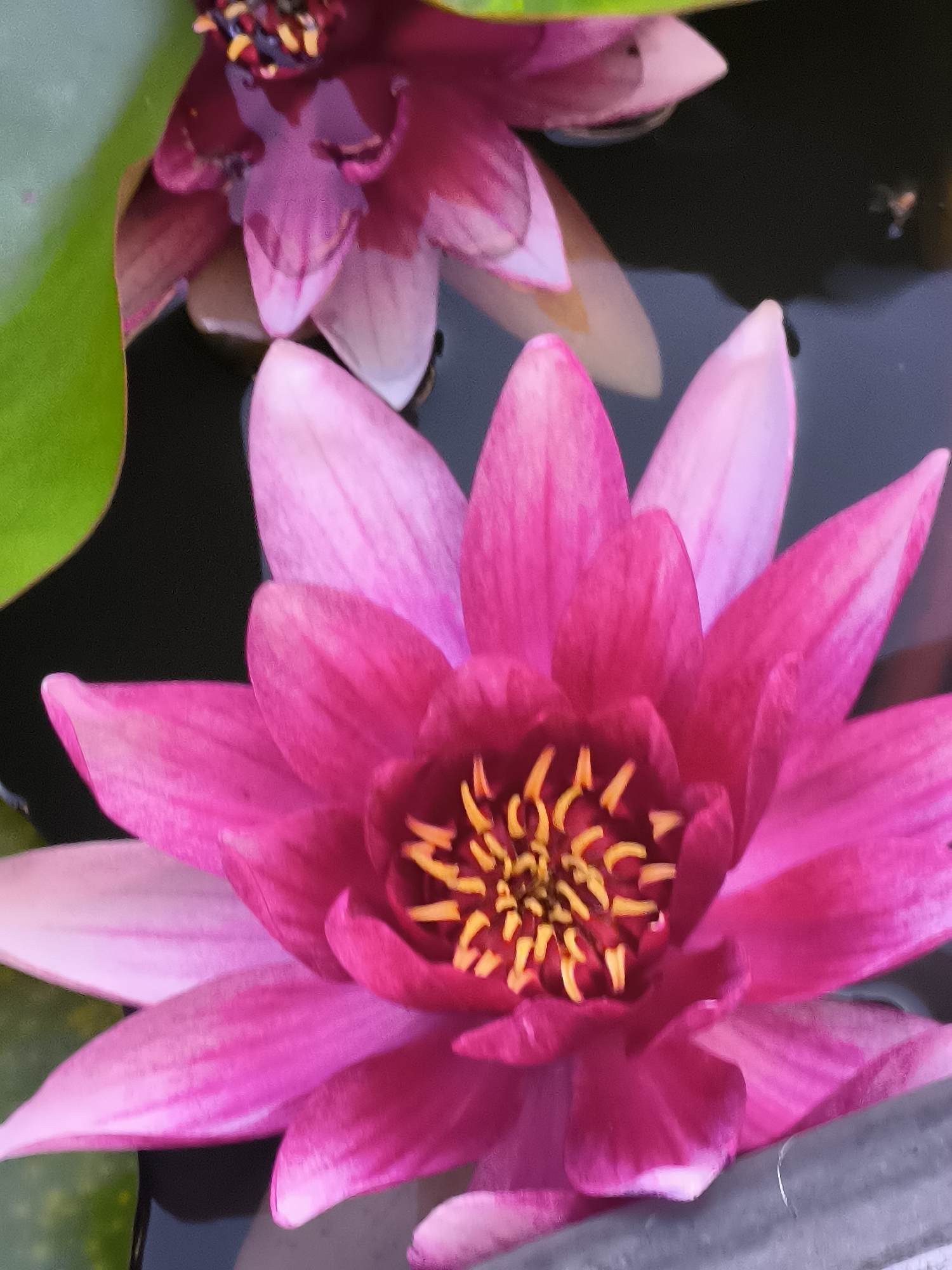 A close-up, overhead shot captures two vibrant pink water lilies floating in dark water. The foreground lily is in sharp focus, showcasing its intricate petals and bright yellow stamen. A large, green leaf is visible to the left, partially obscuring the background. The second water lily, slightly out of focus, appears in the upper portion of the image. The scene is likely a pond or water garden in Žiaukos, Lithuania. There are no people or animals visible in the image.