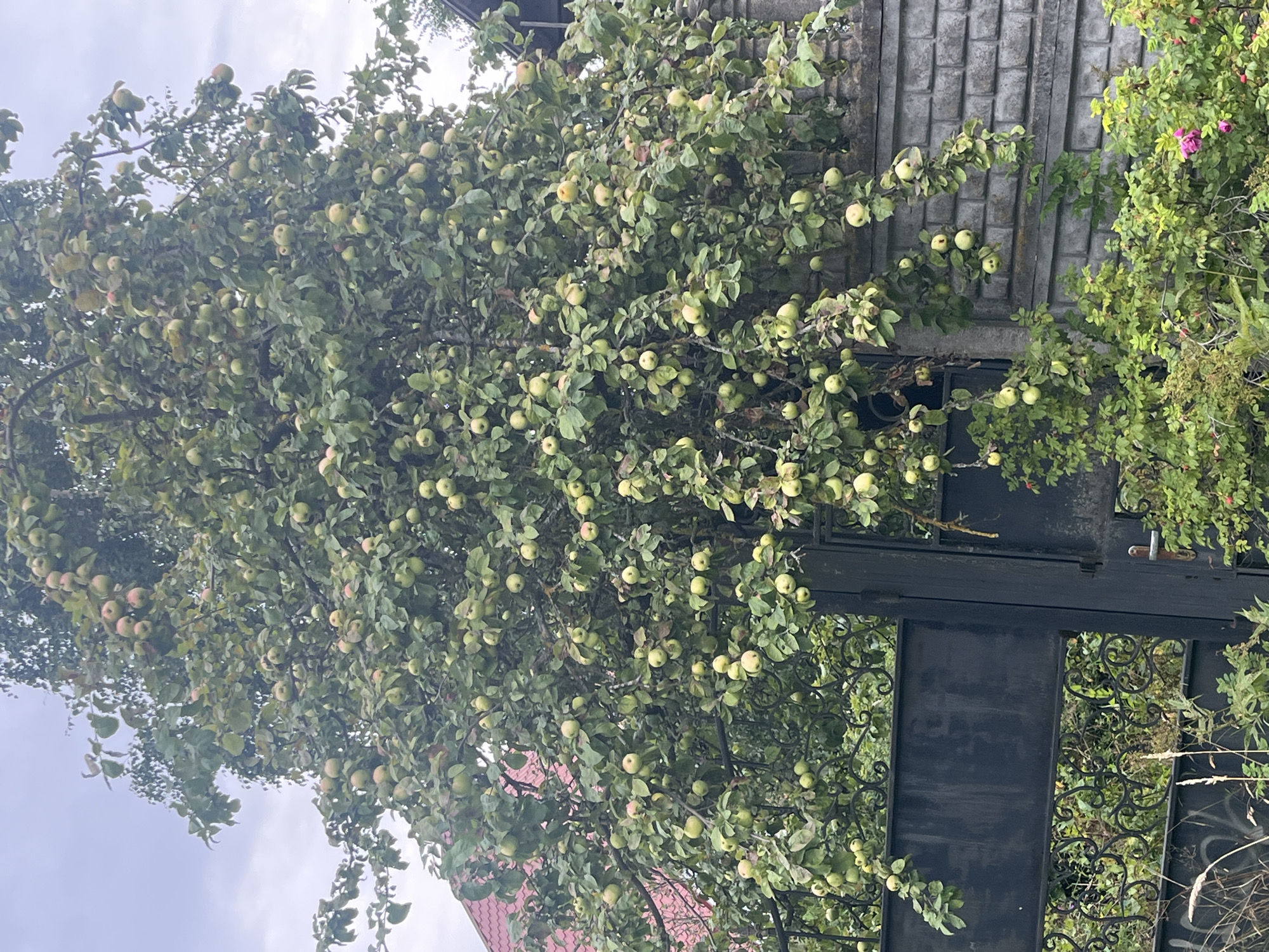 An outdoor, low-angle medium shot captures an apple tree laden with numerous unripe green apples. The tree dominates the frame, its branches reaching outwards and upwards against a cloudy sky. In the background, a portion of a red-tiled roof is visible to the left, and a grey brick wall with decorative concrete elements stretches across the right side of the image. In the foreground, a black metal gate with ornate scrollwork obstructs the view into what appears to be a yard. Green foliage, including some wild roses with pink blossoms, grows in front of and around the gate and wall. The scene suggests a domestic setting, likely a private garden or backyard in a rural or suburban area. No people are present in the image. The location is identified as Vladimirovka, Russia.