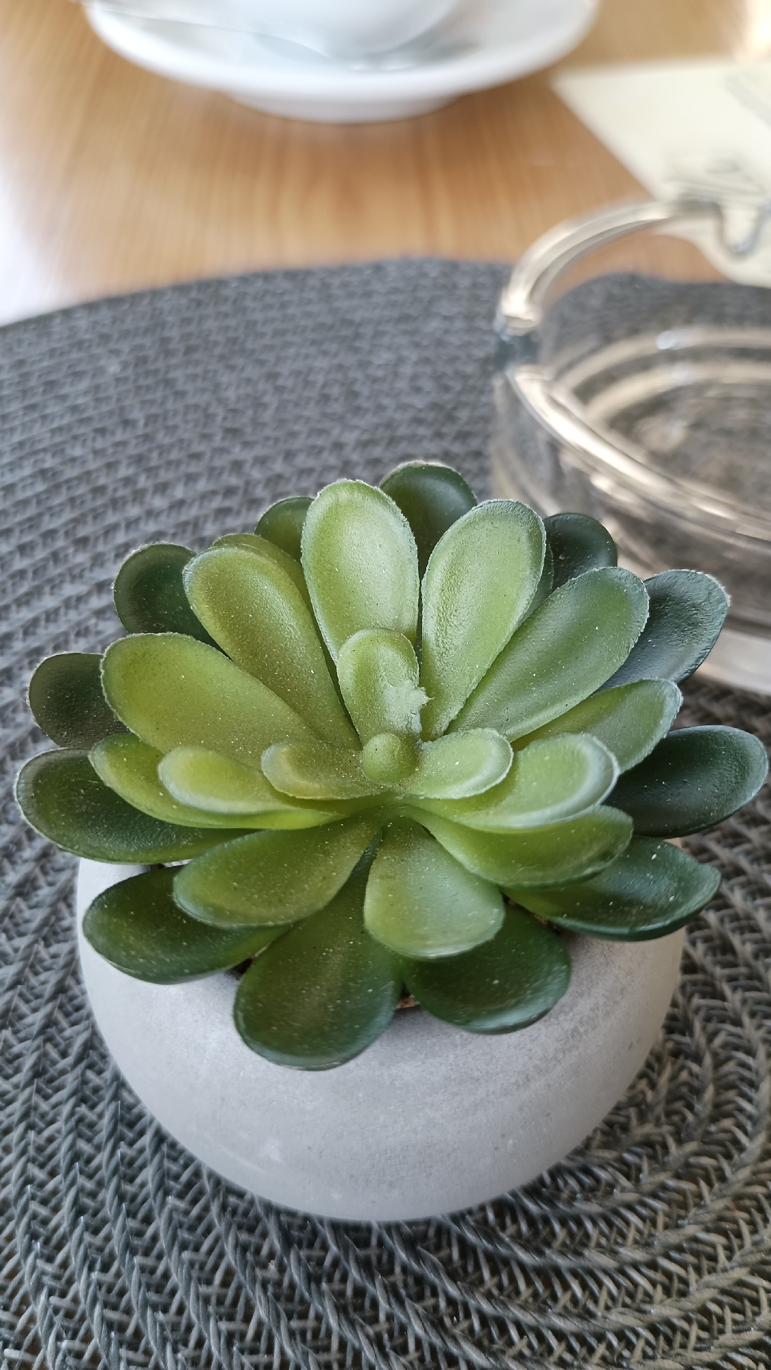 A close-up photograph shows a small succulent plant in a round, light gray pot. The plant is positioned on a gray woven placemat. In the background, slightly out of focus, are a white dish and a clear glass object. The light suggests an indoor setting. There is no specific evidence to indicate this photo was taken in Gabrovo, Bulgaria. There are no people, actions, or interactions in the image.