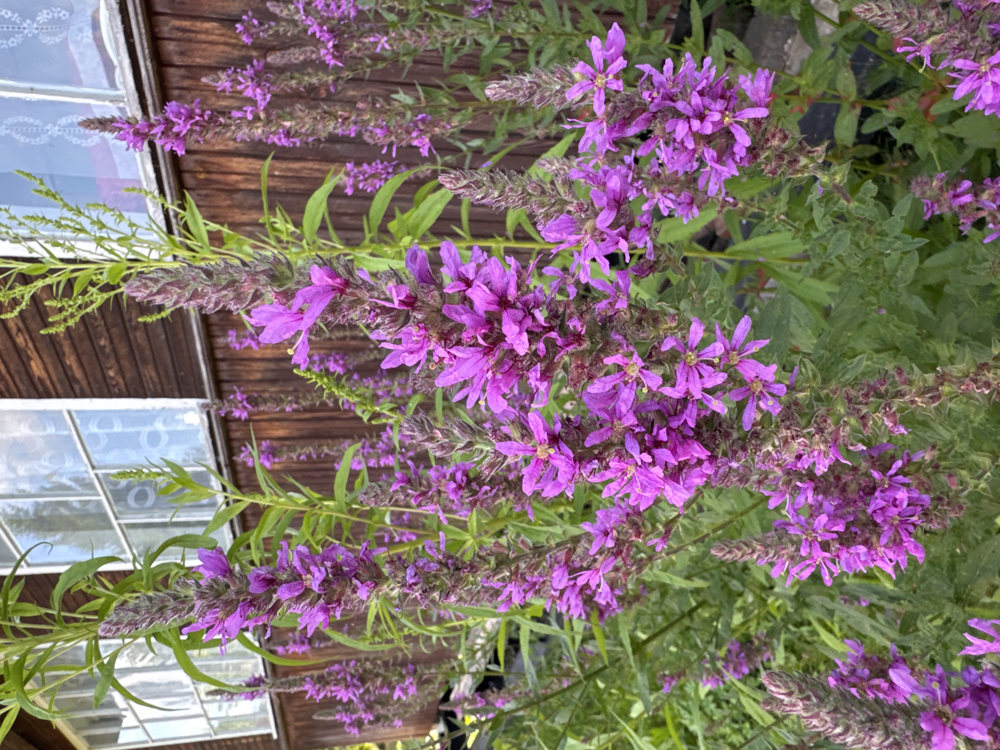 In Pupyshevo, Russia, a cluster of purple loosestrife flowers, Lythrum salicaria, are in full bloom, their tall spires of flowers dominating the foreground. The blossoms are a vibrant magenta-purple, with delicate petals fanning out from a central stem. Behind the flowers, the weathered wooden siding of a building is visible, with two windows reflecting the sky. The window panes have a white, lacy curtain. The setting appears to be a residential area, with hints of a garden or yard. The image captures a moment of natural beauty against a rustic backdrop.