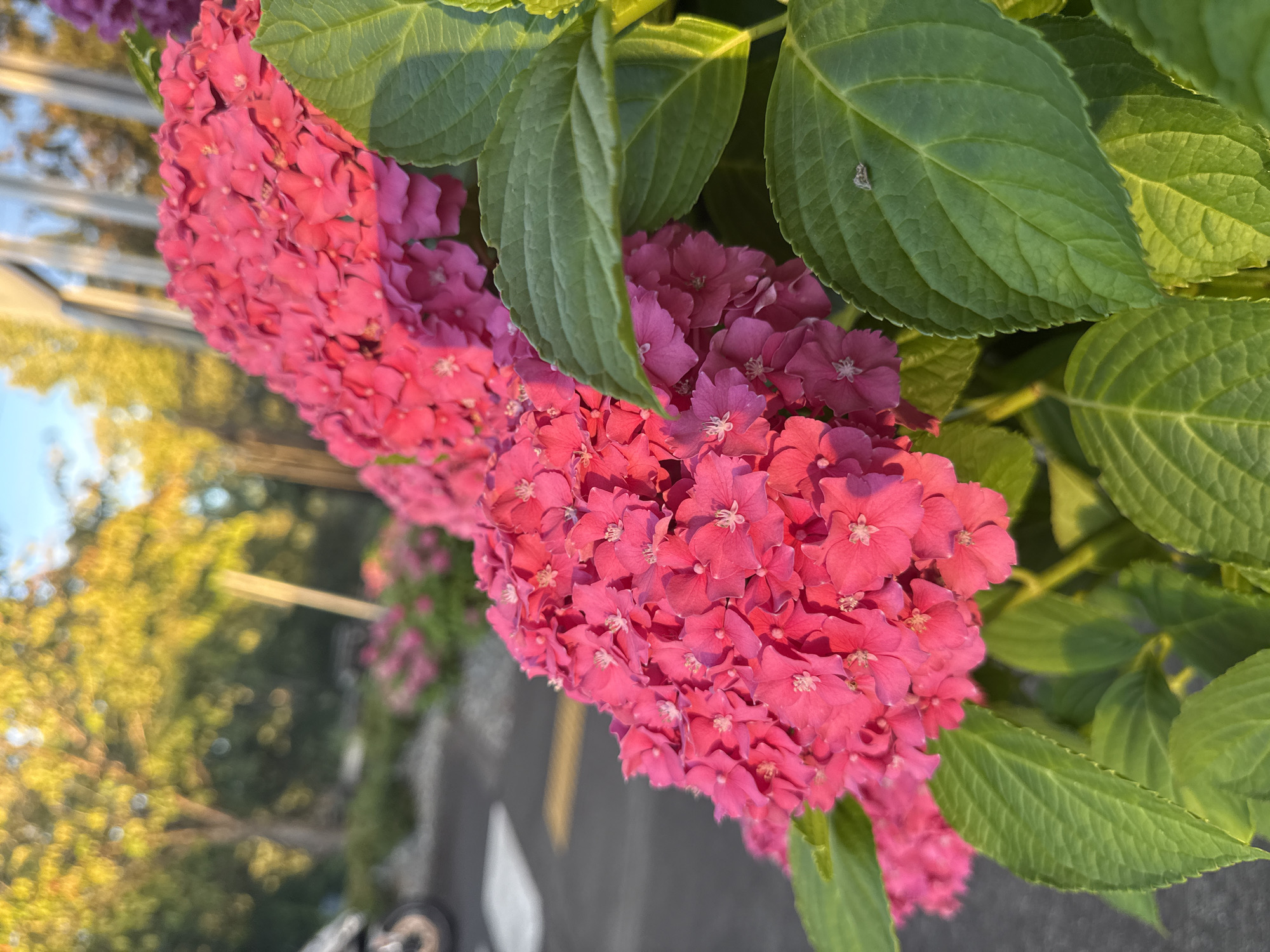 A close-up, slightly angled shot focuses on bright pink hydrangeas and their large green leaves. The flowers are abundant, with many small, delicate blooms clustered together. Sunlight illuminates the petals, creating highlights and shadows. In the background, blurred trees with yellow and green foliage suggest a park or garden setting. A portion of a sidewalk with white markings and a yellow line is visible to the left, hinting at an urban or suburban environment. The overall impression is one of natural beauty within a developed area.