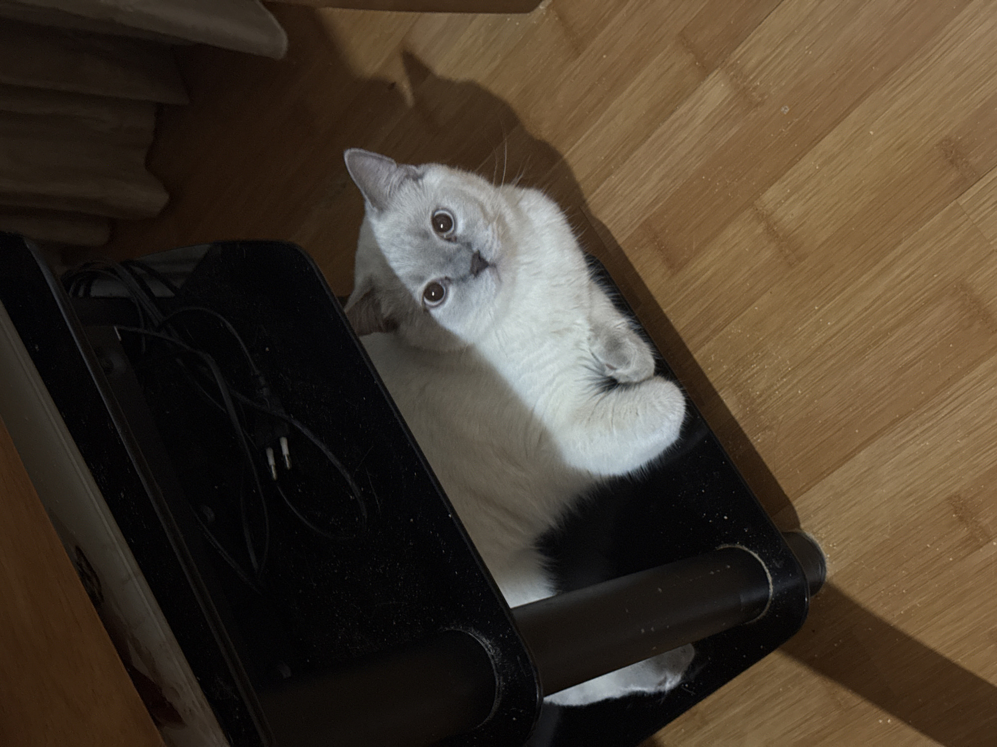 The image depicts a domestic scene, likely indoors. A light-colored cat with gray points and wide, attentive eyes is lying under a black shelving unit. The cat is positioned on the floor, which appears to be made of wood planks. The shelving unit has visible wires and cables within its structure. The background shows a curtain and part of a wooden surface, possibly a table or desk. There are no people visible in the image. The overall lighting suggests an indoor environment, possibly at dusk or with artificial lighting. There is no indication of the specific location within the city of Dnipro, Ukraine, or any other city.