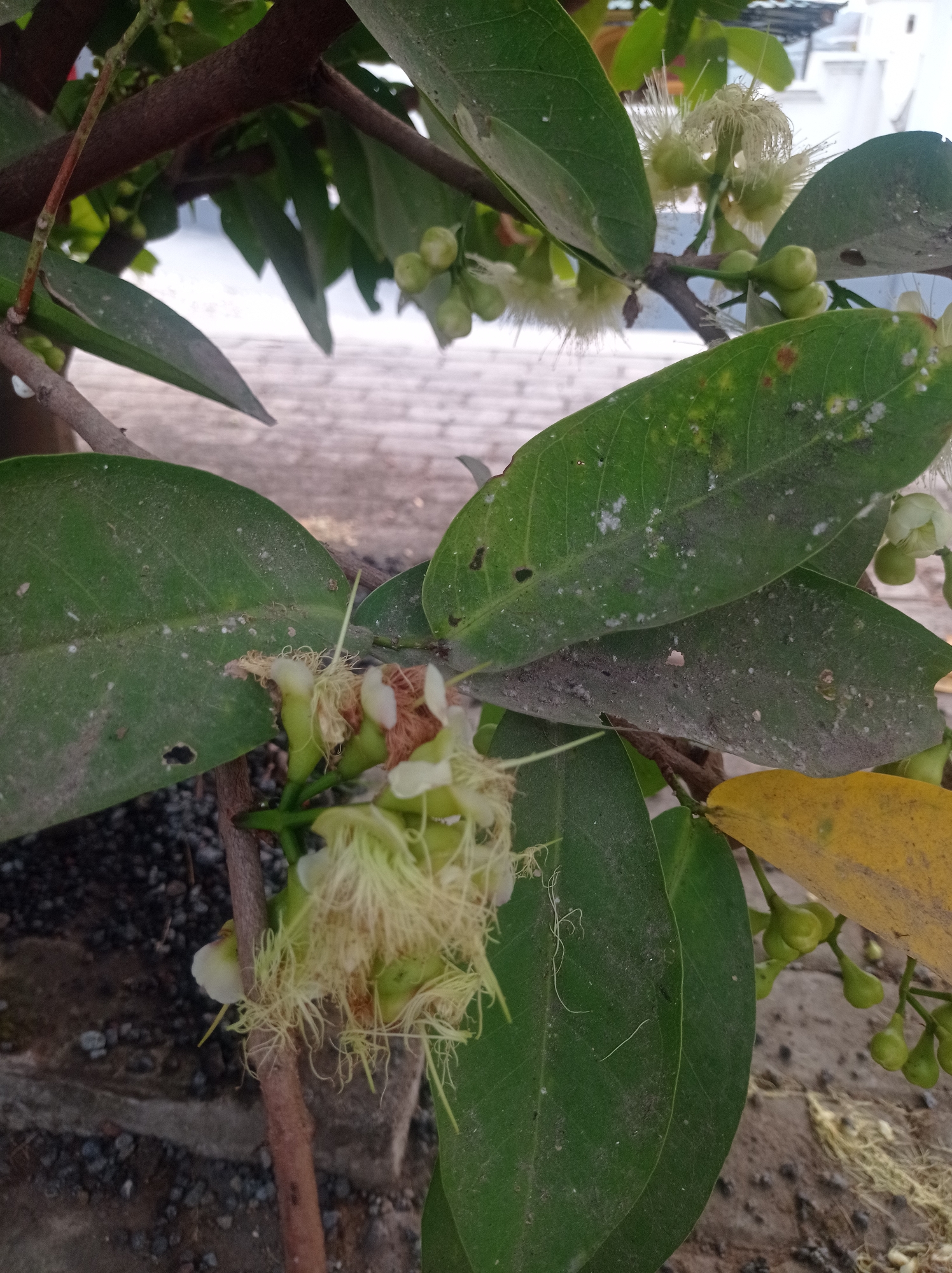 A close-up shot captures a branch of a tree in Purwosekar, Indonesia, adorned with new growth. Clusters of small, green, unripe fruits are visible, some already beginning to develop into buds. Delicate, pale yellow flowers, with prominent stamens, are also in bloom, suggesting the tree is in the early stages of fruiting. The background shows a blurred view of a paved walkway and a building, indicating an outdoor setting in a residential or public area. The leaves of the tree are a vibrant green, though some show signs of dust or minor blemishes. The overall impression is one of nature's gentle progression, with the promise of future fruit visible in the developing buds and blossoms.
