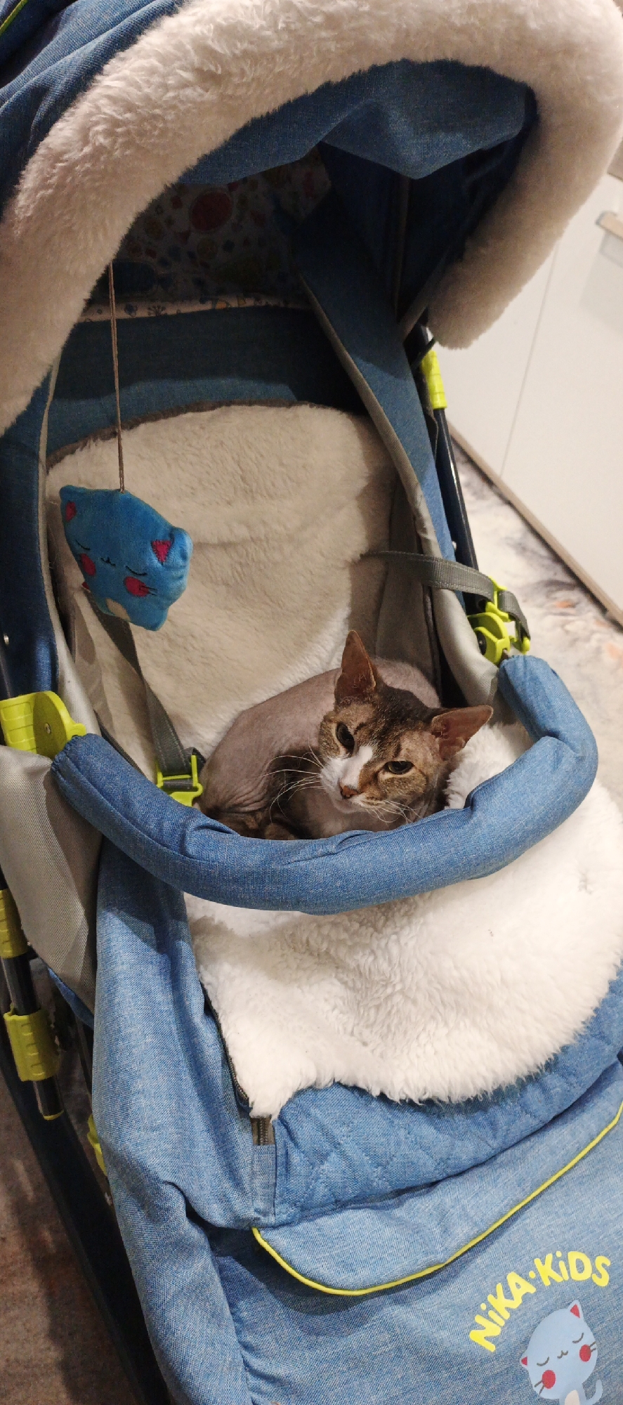 A hairless cat with brown and white markings lies curled up on a white, fluffy liner inside a blue baby stroller. The stroller has a denim-like exterior with yellow accents and the words "Nika Kids" alongside a cartoon cat illustration on the lower front panel. A blue stuffed toy hangs above the cat. The stroller frame is a combination of blue and gray, with bright yellow accents. The background is a neutral wall and floor, suggesting an indoor setting. This image was likely taken in a home setting, possibly in Chaikovsky, Russia, given the stroller brand's name in Russian.