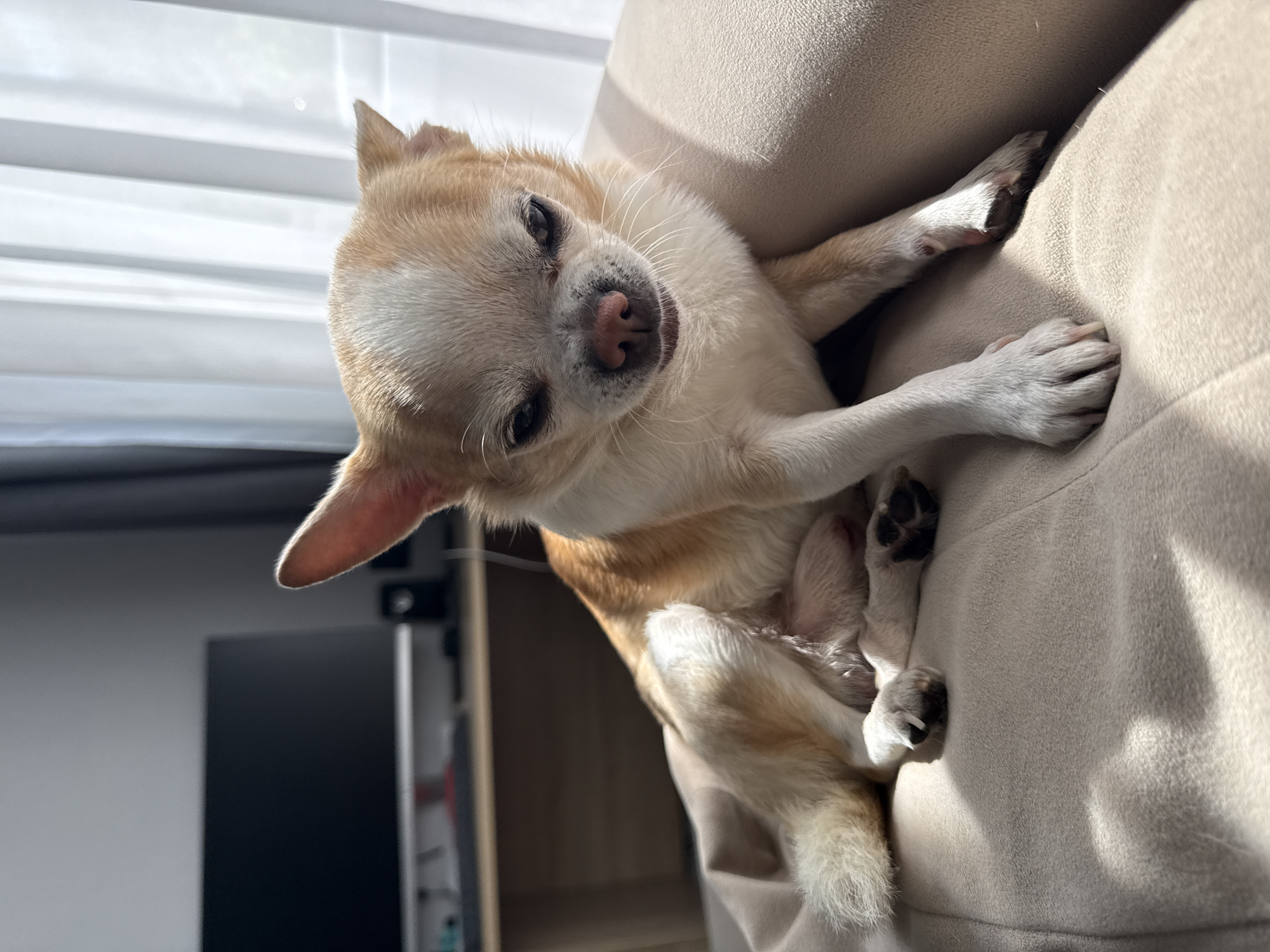 A chihuahua dog is reclining on a beige upholstered surface, possibly a sofa or chair. The dog has tan and white fur and its head is turned slightly toward the camera. The animal has a pink nose. The background shows a window with blinds and a dark-colored cabinet. The scene appears to be indoors. No location in Rostov-on-Don, Russia, is evident in the image.