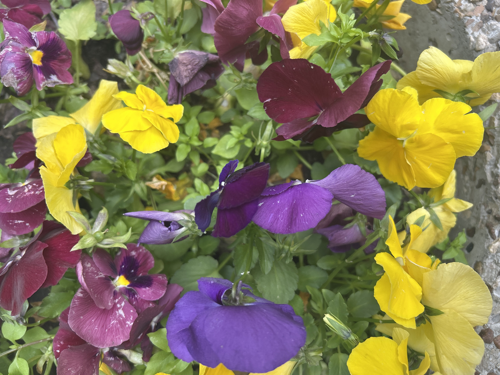 The image depicts a close-up view of a flowerbed filled with various colored pansies. The flowers are predominantly yellow, purple, and burgundy, interspersed with green leaves. The petals appear delicate, and some flowers are in full bloom while others are in bud. The flowers are densely packed together. A concrete surface is partially visible on the right edge of the frame. There is no evidence of the city of Moscow or any location in Russia within the frame. There are no people visible.