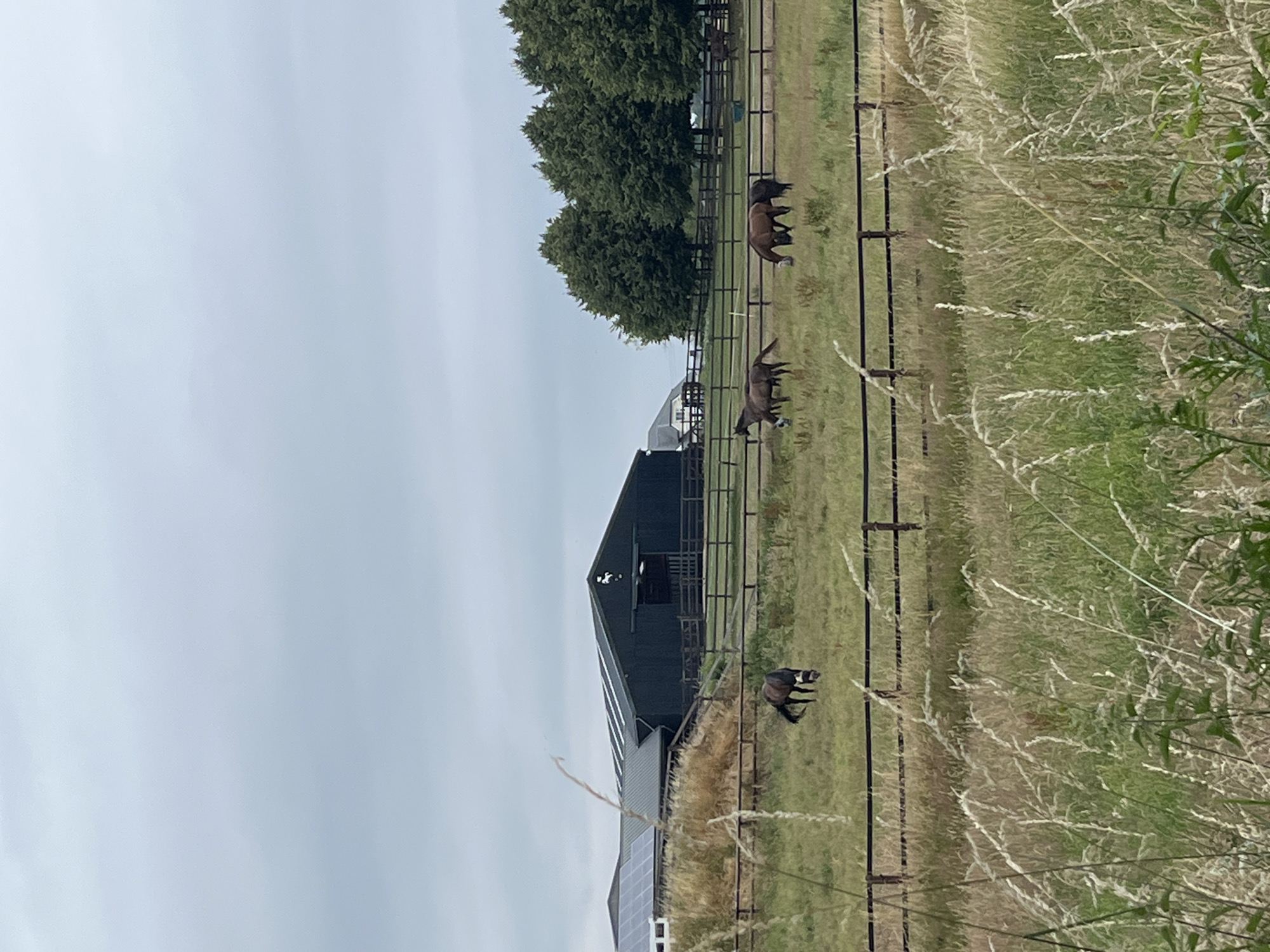 In a rural setting, a dark green barn with solar panels on its roof sits in the background of a fenced pasture. Several horses graze in the field. In the foreground, tall grass obscures a portion of the scene. The sky is overcast.