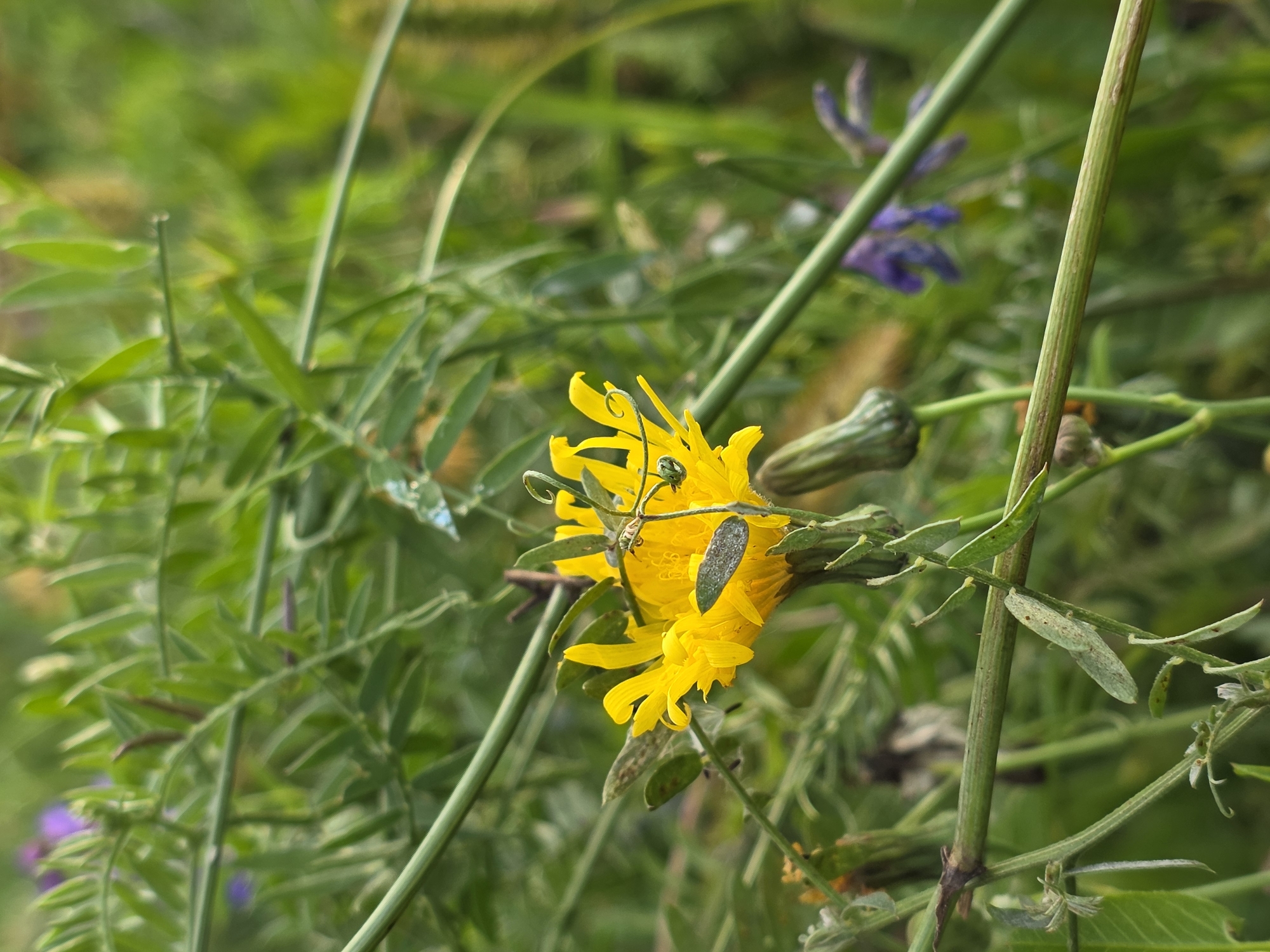 The image depicts a close-up view of a yellow wildflower, possibly a dandelion or a similar composite flower, blooming amidst lush green vegetation. The flower's petals are vibrant yellow and slightly curled, with some appearing to be in the process of wilting. Several slender green stems and leaves surround the flower, creating a natural, outdoors setting. A few small, greenish, leaf-like structures are visible on the stems. In the background, out of focus, there are hints of other wildflowers, including some with purple petals. The lighting suggests it is daytime, with diffused light, possibly indicating an overcast sky or shaded area. The image focuses on the flower and its immediate surroundings, with a shallow depth of field blurring the background. There is no indication of the city of Речицы, Russia, or any specific urban environment.