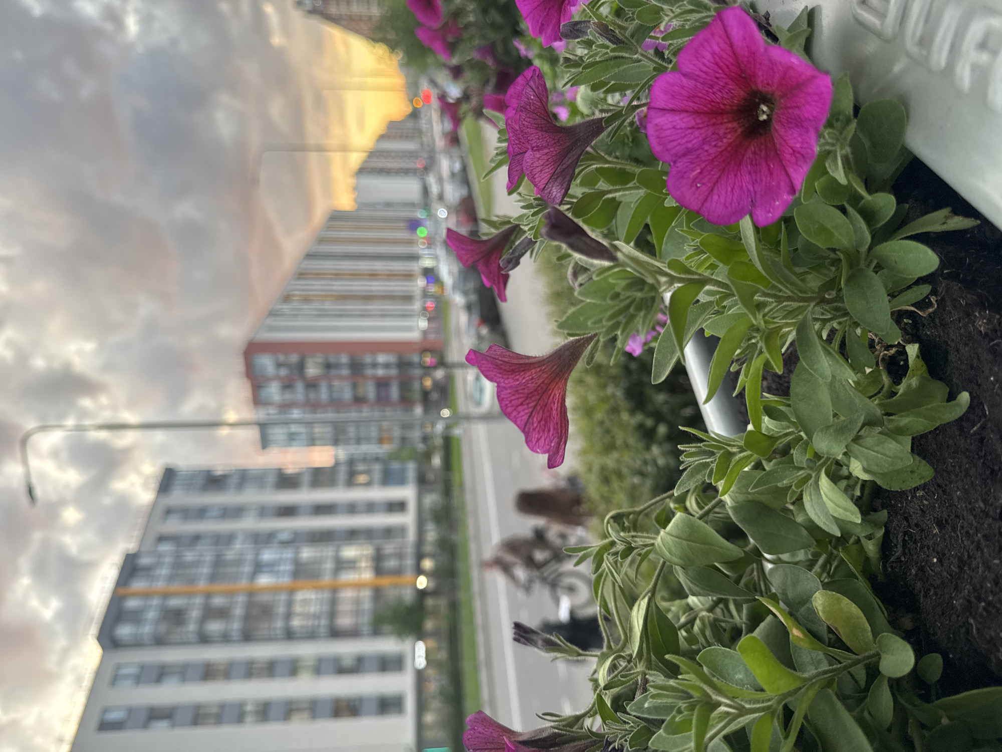 This image captures a dynamic urban scene with a close-up on vibrant flowers in the foreground, set against a blurred city backdrop.
**Subjects:** The primary subjects are several magenta or deep purple petunias, depicted with individual flowers and abundant green foliage. They are planted in a white planter box, a portion of which is visible on the right, showing some indistinct, raised text. In the background, tall, modern multi-story buildings with numerous windows and some orange-yellow architectural details are prominent. A wide road or street runs through the city, with blurred vehicle lights and a faintly visible person on a bicycle. A curved streetlamp is also visible against the sky.
**Activity or Event Taking Place:** The image portrays a typical urban day, with traffic and a person cycling, suggesting the ongoing flow of daily life in a city. No specific event is highlighted, rather a general scene of urban movement.
**Notable Details:** The time of day appears to be either sunrise or sunset, indicated by the warm, golden light filtering through the cloudy sky and reflecting off the buildings. The sky is largely overcast, but the diffused light creates a soft, atmospheric glow. The setting is clearly an urban environment, likely a street or boulevard. The focus on the flowers in the foreground, combined with the blurred city, creates a sense of natural beauty amidst the bustling cityscape. The location context provided is Saint Petersburg, Russia.