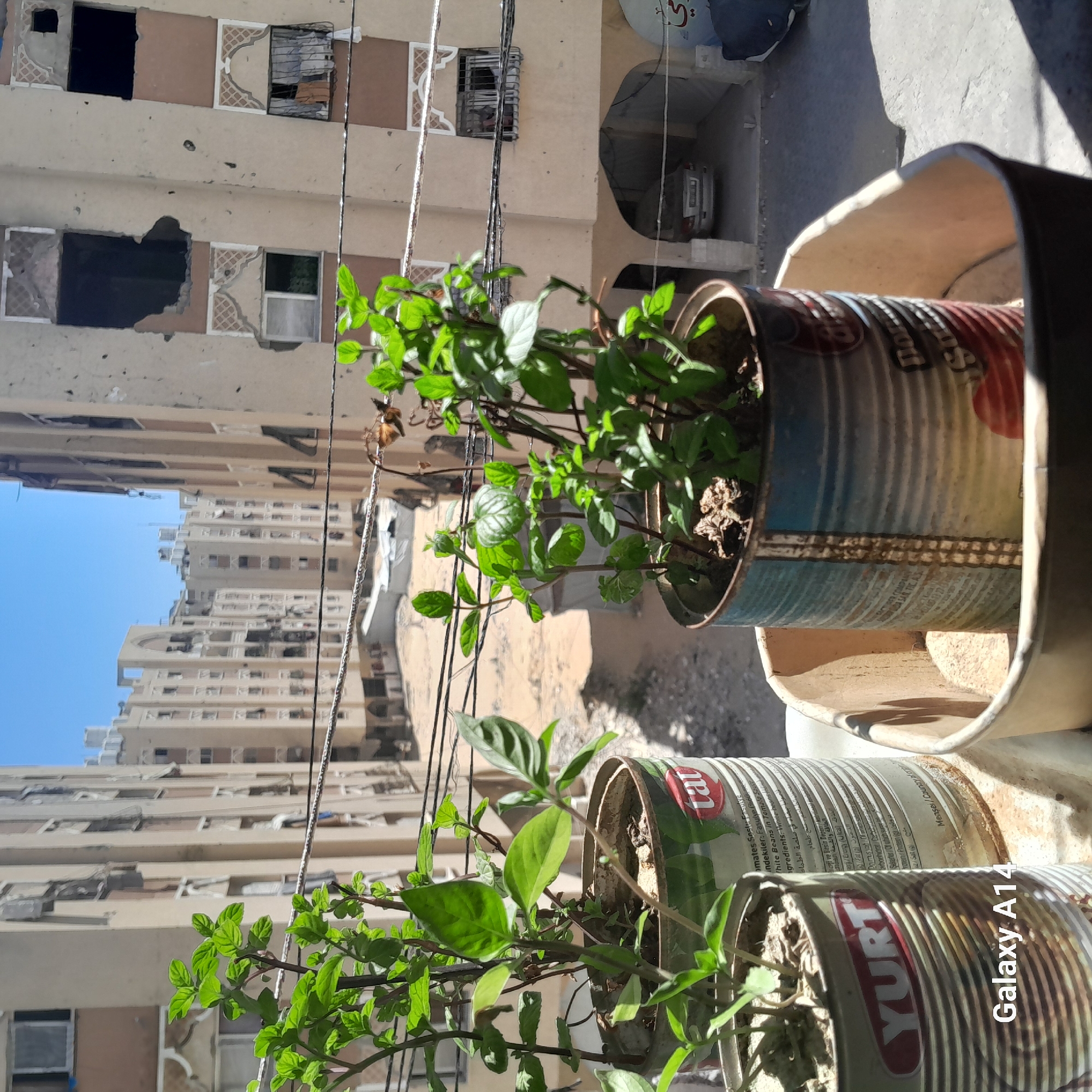 The image shows a close-up view of potted plants on a balcony overlooking a city street. The plants are in repurposed tin cans, one labeled "YURT" and another "tat." In the background, a multi-story building with damaged windows and exterior walls suggests a recent conflict. The street below appears dusty, with a car parked under an overhang. The sky is clear and blue. The scene is set in Khan Yunis, Palestinian Territories. The overall impression is one of resilience, with life and greenery persisting amidst destruction.
