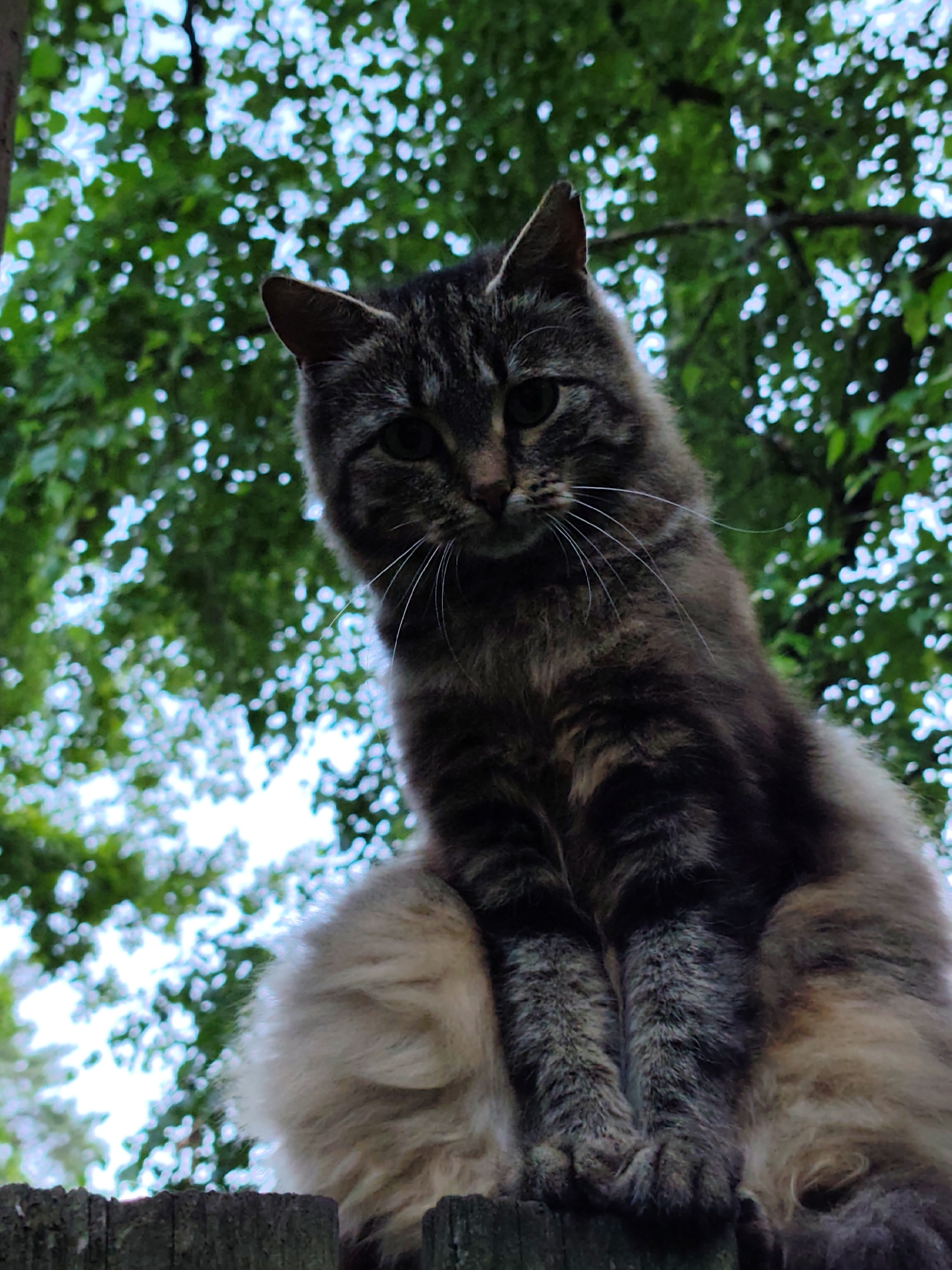 A low-angle, close-up shot features a tabby cat sitting on a weathered wooden fence, its fur a mix of gray, brown, and black. The cat's front paws are neatly tucked beneath its chest, and its tail is visible to the right, appearing fluffy and light-colored. The cat is looking directly at the camera with green eyes, its whiskers fanned out. Behind the cat, a dense canopy of green leaves from trees creates a dappled background with bright sky peeking through. The scene is set outdoors, under what appears to be daylight, with no specific urban landmarks visible to pinpoint a location within Kratovo, Russia.