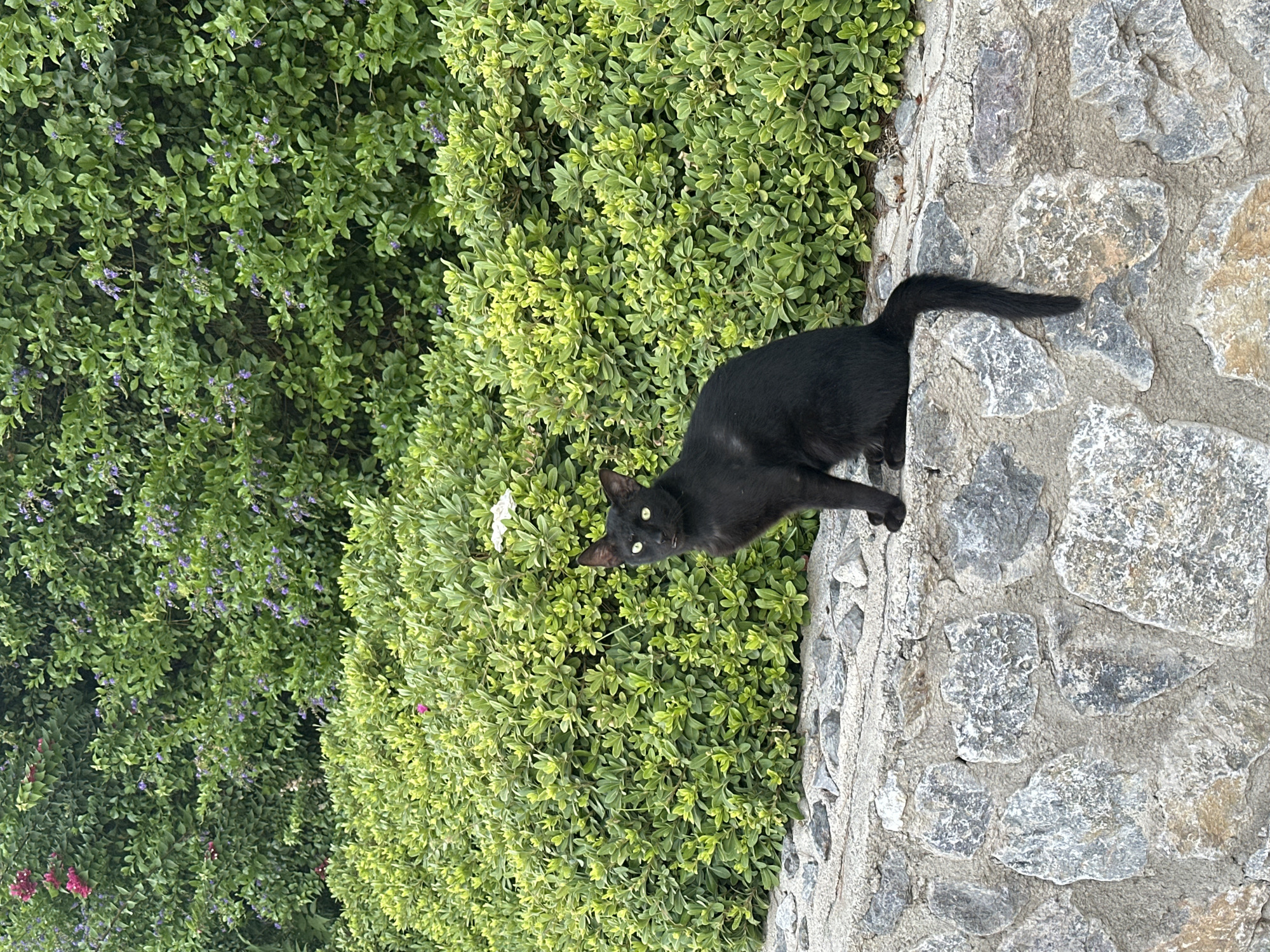 A black cat with yellow eyes sits on a stone wall in front of a dense green hedge. The cat is facing forward with its tail curled behind it. The hedge is lush and green with some small purple flowers visible. The stone wall is made up of various sizes of grey and beige stones. The scene appears to be outdoors.