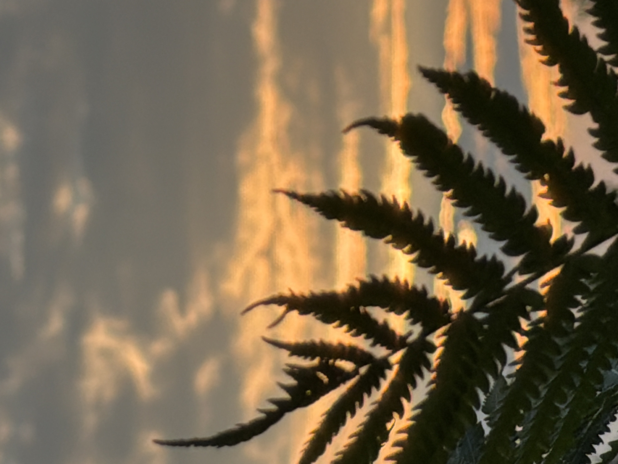 This is a close-up, vertically oriented photograph of a fern frond silhouetted against a sunset sky. The fern, depicted in dark green and sharp focus, dominates the right side of the frame. Its intricate, serrated leaflets are clearly defined.
The background consists of a cloudy sky with streaks of warm, golden light, indicative of a sunset. The clouds are a mix of darker grays and lighter, illuminated patches, suggesting the sun is low on the horizon and casting a warm glow. The overall mood is serene and natural, with the sharpness of the fern contrasting with the softer, diffused light of the sky.
The time of day is clearly sunset. There are no visible people or specific objects other than the fern. The setting appears to be outdoors, possibly in a natural environment or garden, given the presence of a fern. No text is visible in the image. The provided location context, "Фоки, Russia," suggests this scene was captured in that region.