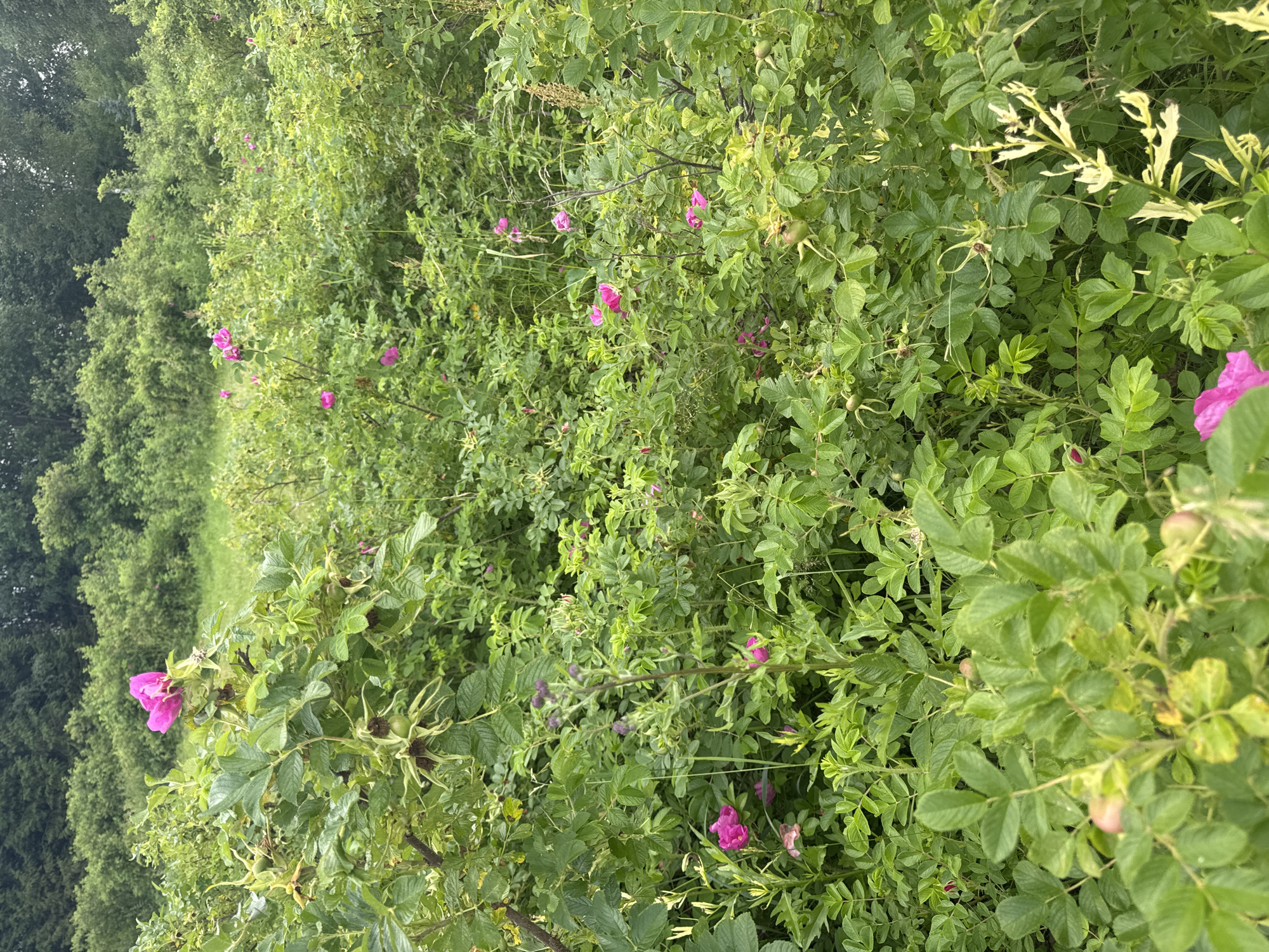 The image depicts a dense thicket of rosehip bushes with numerous pink flowers and green rosehips. The bushes are abundant with leaves and stems, creating a lush, overgrown natural environment. In the background, the scene transitions to a field of grass and then a line of trees. The location is identified as the city of Рассвет, Russia. There are no people or animals visible in the image, and no discernible actions or interactions are taking place. The overall impression is one of a wild, uncultivated natural landscape.