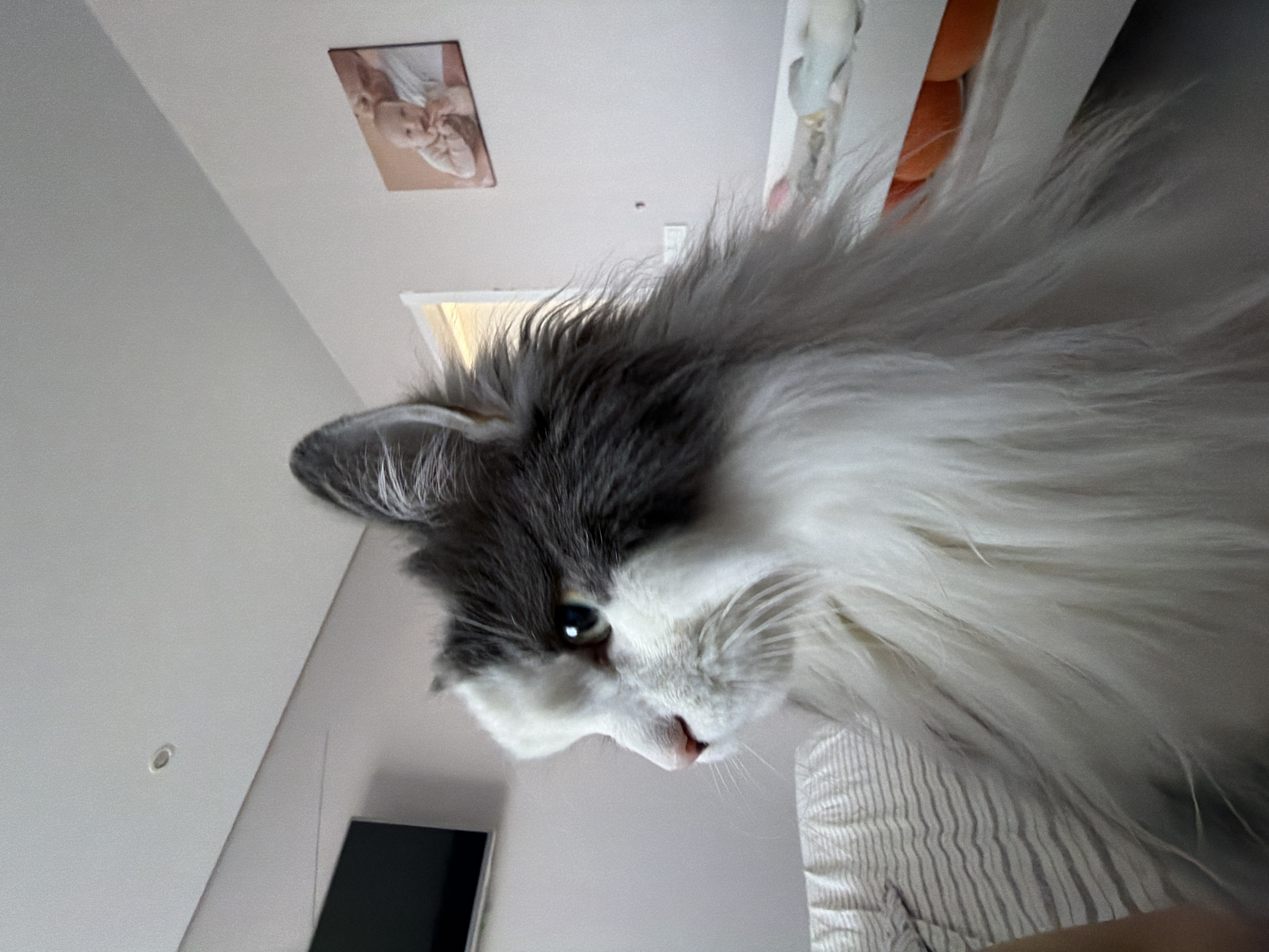 A fluffy, grey and white cat is looking down at the camera. The cat's head is tilted to the left, and it has one visible green eye. In the background, there is a painting of a baby on the wall, a window, and a television mounted on the wall. The location is the city of Chaikovsky, Russia.