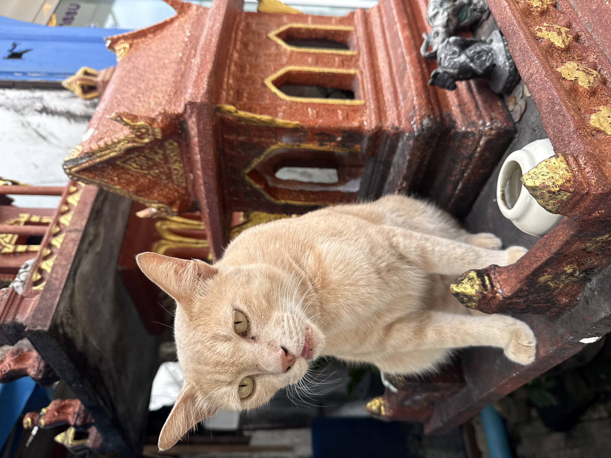 A ginger cat with yellow eyes sits on a weathered, decorative platform in front of a small, ornate, red and gold shrine. The cat is facing the camera, its mouth slightly open, with its pink tongue visible. The shrine has a tiered roof with intricate detailing and arched openings. Small, dark figurines of what appear to be horses and elephants are placed to the right of the shrine. The platform itself is adorned with red and gold accents. In the background, a blue structure and a blurry white wall are visible. The scene suggests an outdoor setting, likely in a residential or commercial area of Karon, Thailand, given the style of the shrine and the presence of the cat.