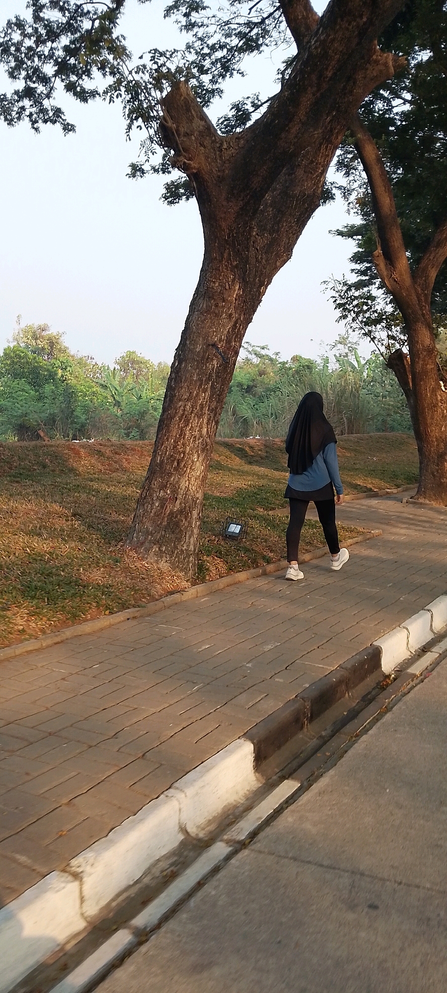 In Satriamekar, Indonesia, a person wearing a black hijab and a blue long-sleeved shirt walks along a paved walkway next to a grassy area. The person is wearing black leggings and white sneakers. Large trees with textured bark are visible in the foreground and background, with lush green foliage and a clear sky beyond. The walkway is made of rectangular pavers and bordered by a concrete curb. The lighting suggests it is either early morning or late afternoon.