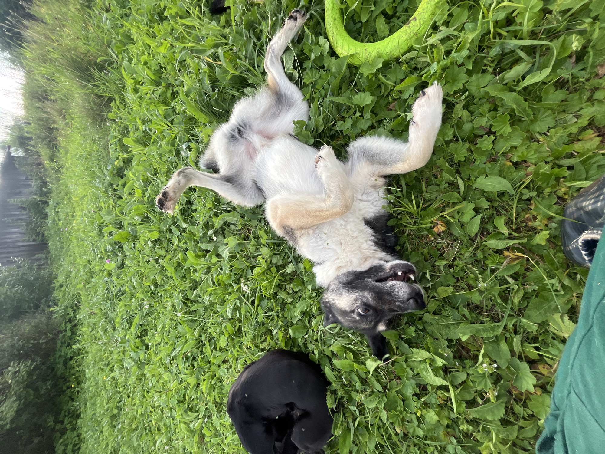 A young dog, appearing to be a mix of breeds with gray and tan fur, is lying on its back in a grassy area, with its legs splayed outwards. Its mouth is open, showing teeth, and its eyes are wide. To the left, a black dog is curled up sleeping. In the background, tall grass and some wooden structures are visible, suggesting a rural or semi-rural setting. A bright green, ring-shaped toy lies on the grass to the right of the tan and gray dog. The scene appears to be outdoors, possibly in a yard or field, under natural light.