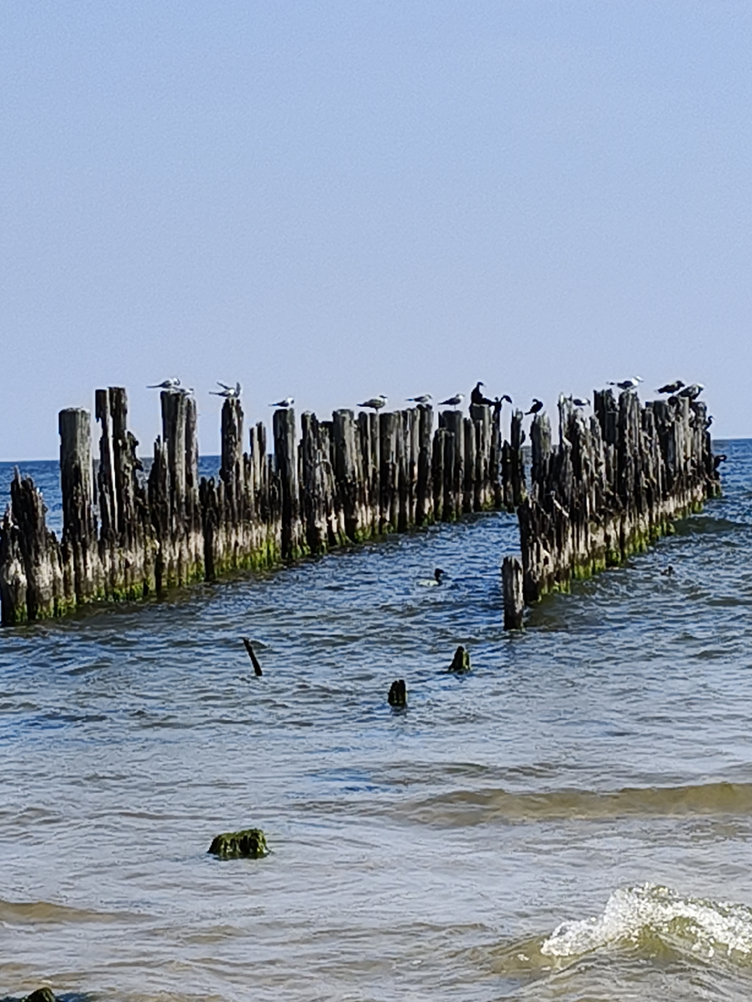 The image depicts an outdoor scene of the Baltic Sea coastline in Bigauņciems, Latvia. In the foreground, the water is a clear blue, with gentle waves lapping against a sandy shore. A cluster of weathered wooden pilings, remnants of an old pier or breakwater, emerge from the sea, covered in green algae. Several birds, possibly seagulls, are perched on the tops of these pilings. The sky above is a clear, pale blue, indicating fair weather. The overall impression is one of a serene, natural coastal landscape.