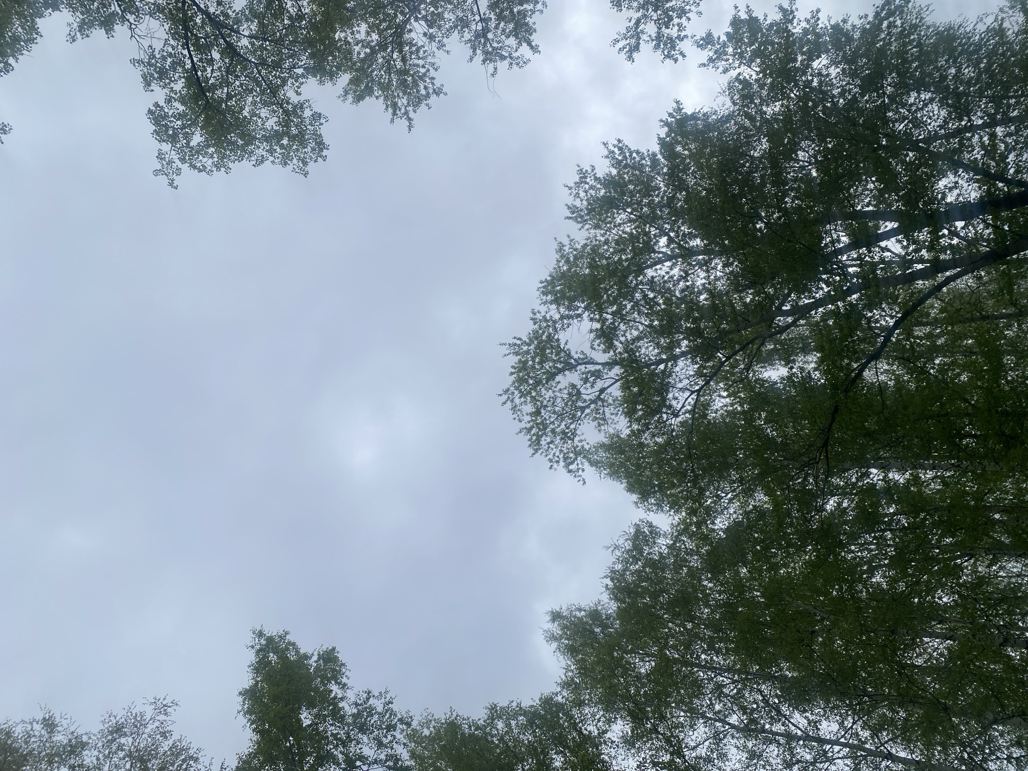 The image captures a view looking upwards through tree foliage against a cloudy sky. The trees frame the scene, with branches and leaves visible at the edges of the frame. The sky is overcast and predominantly gray. The image appears to have been taken in a forested area. Given the specification of Chaikovsky, Russia, the scene likely depicts a wooded area or park within that city. There are no people visible in the image.